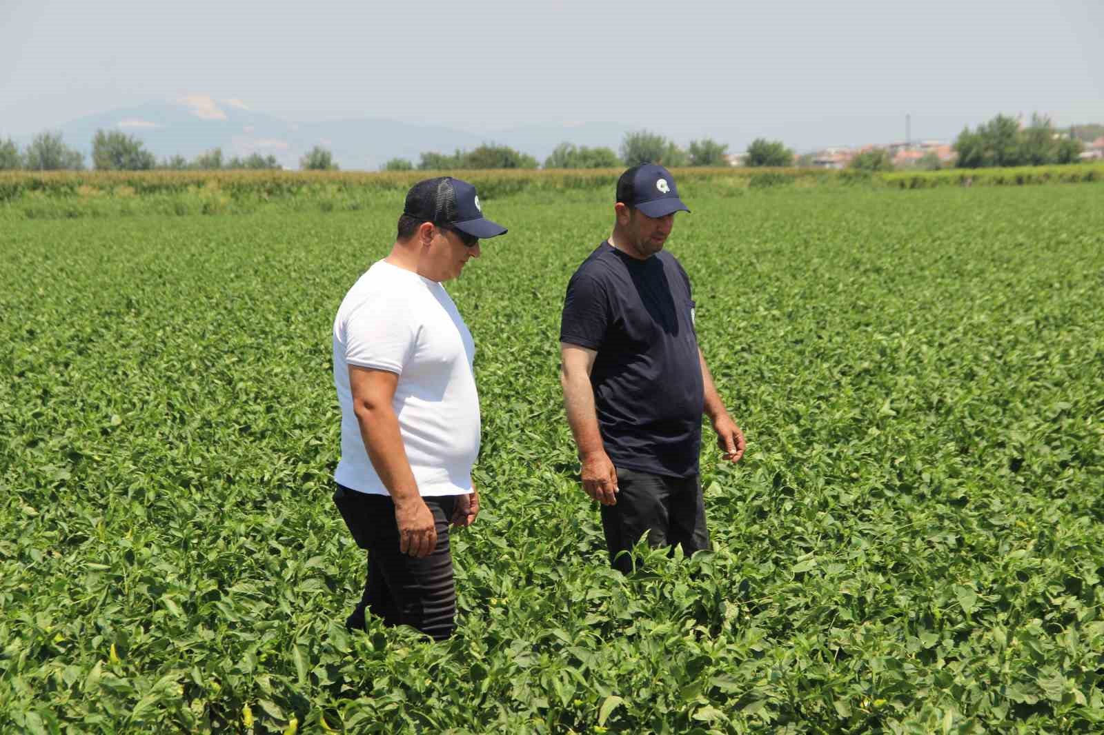Hem hastalıklardan kurtuldular hem verimi artırdılar