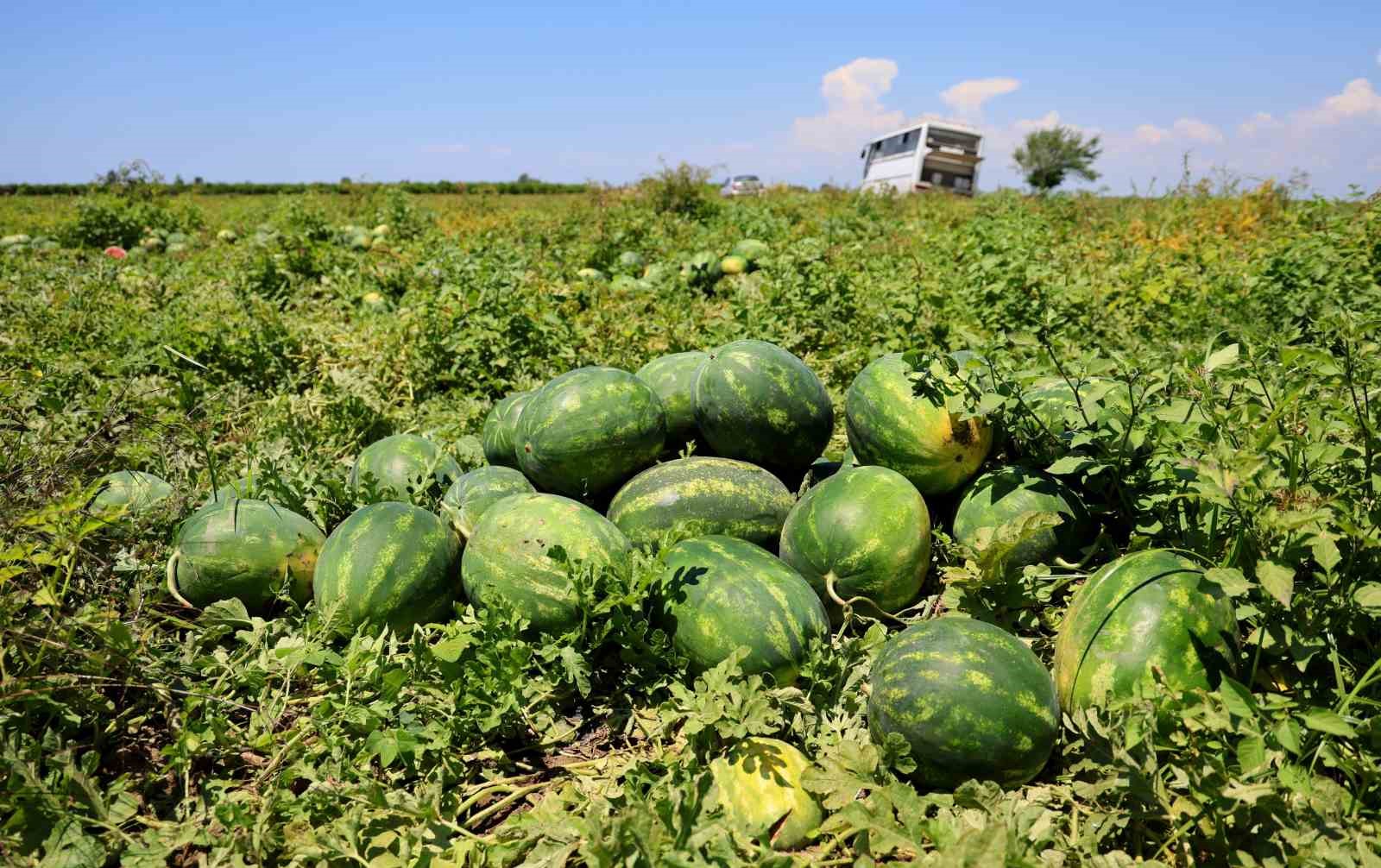 Sosyal medyadaki karpuz tartışmalarına Adana’dan cevap