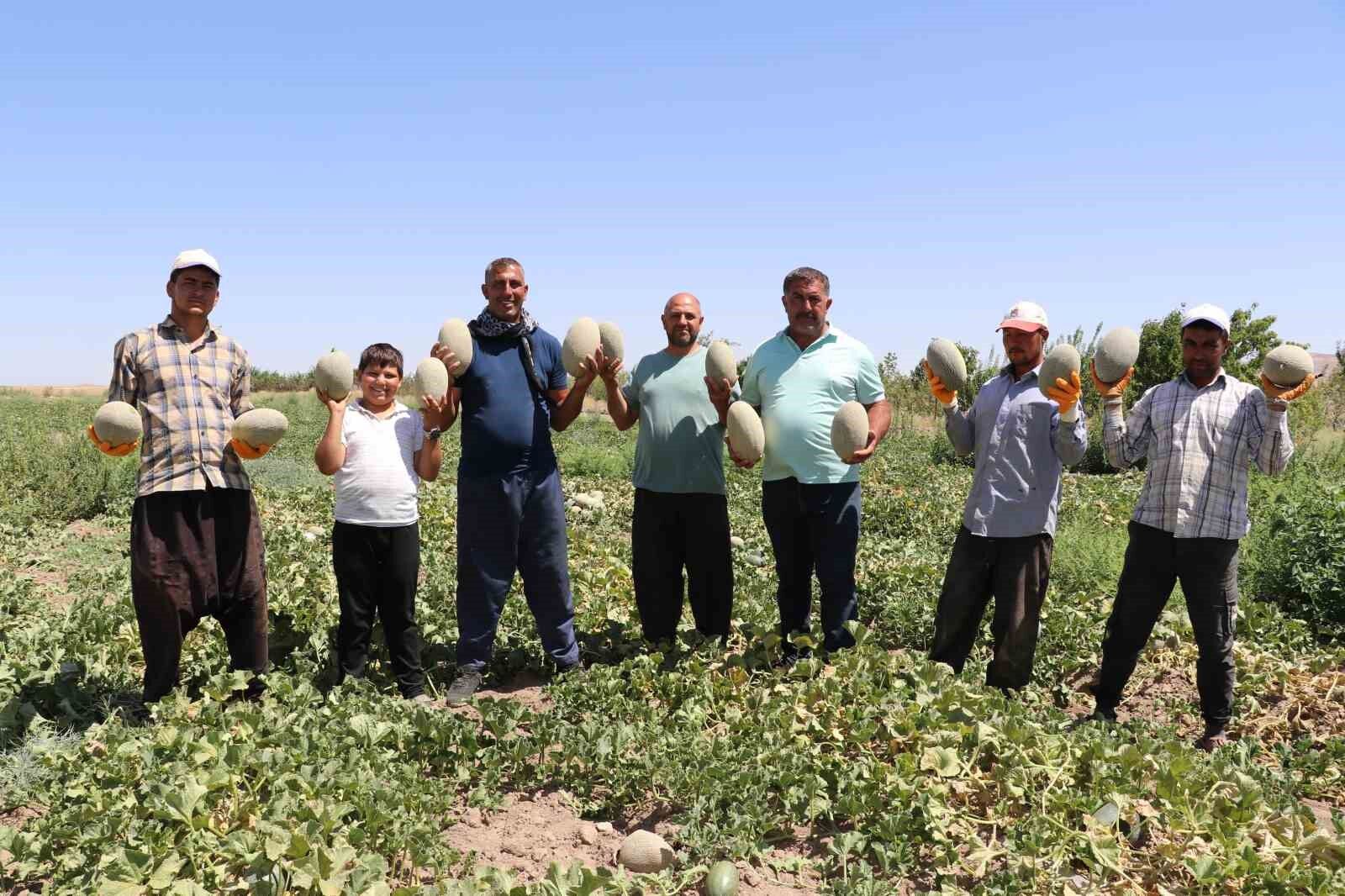 Sıhke kavununun hasadına başlandı