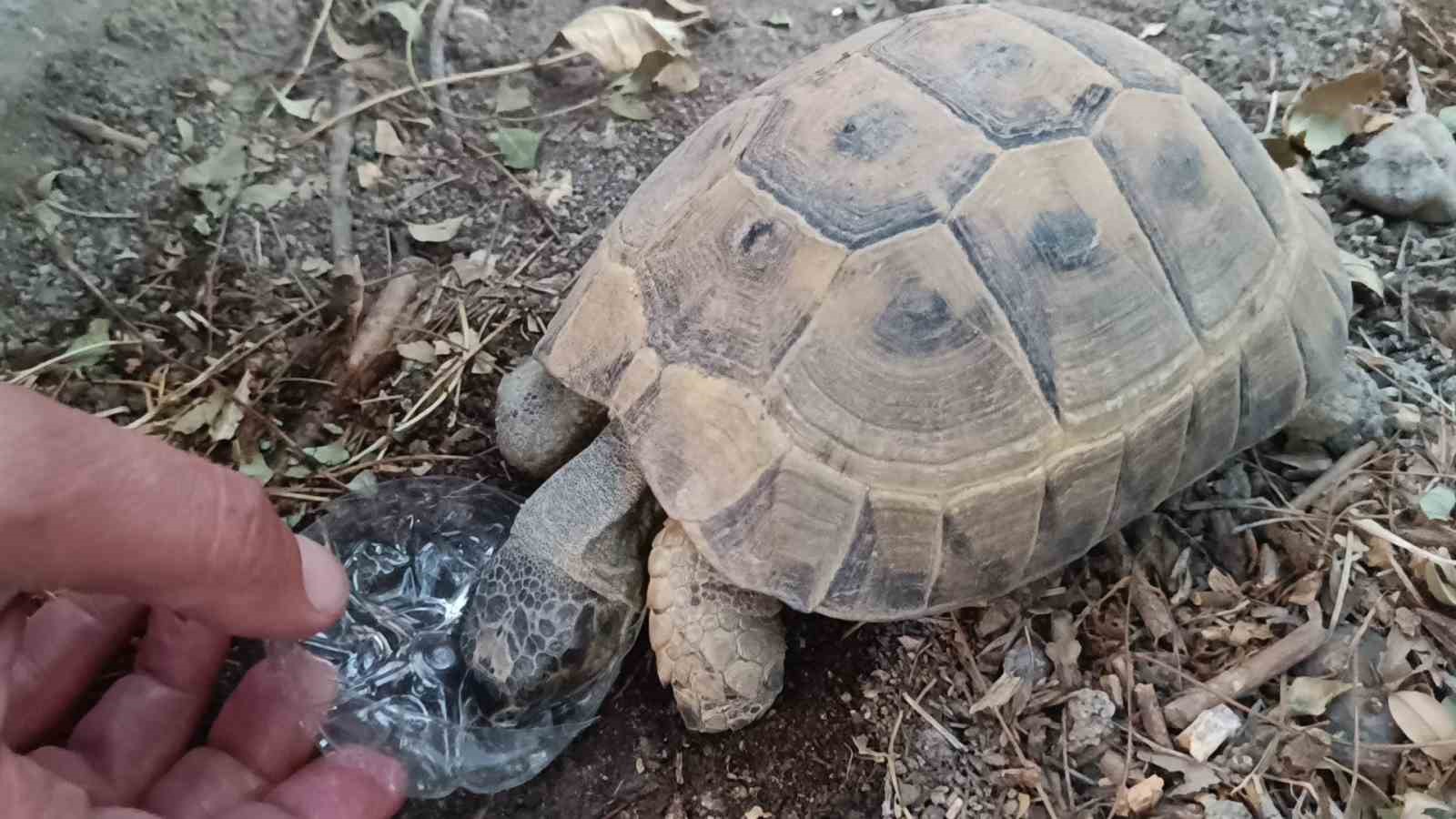Duyarlı vatandaştan yüreklere dokunan hareket: Kaplumbağaya gözyaşları içinde su içirdi