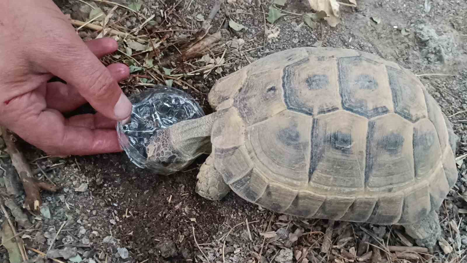 Duyarlı vatandaştan yüreklere dokunan hareket: Kaplumbağaya gözyaşları içinde su içirdi