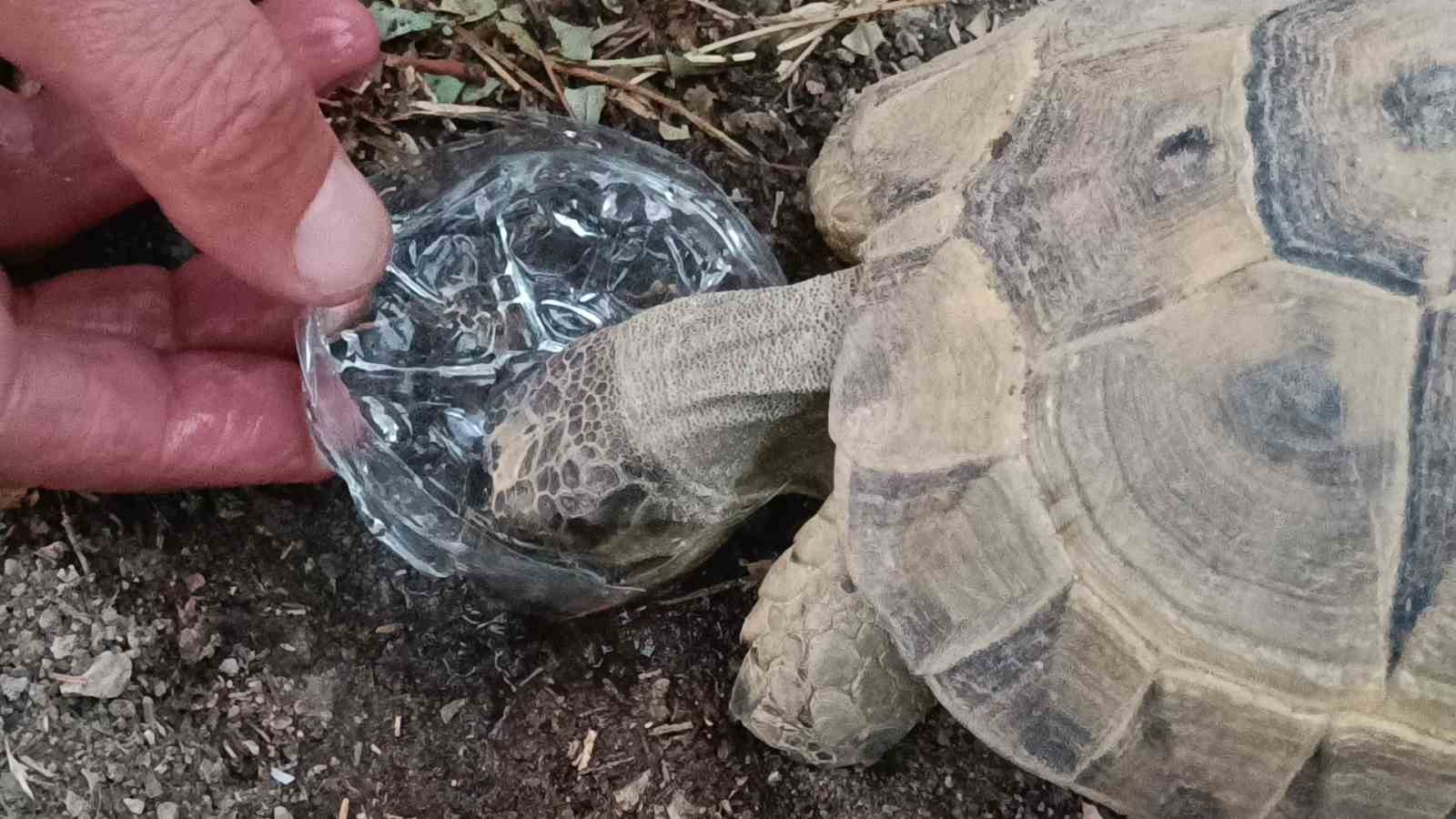 Duyarlı vatandaştan yüreklere dokunan hareket: Kaplumbağaya gözyaşları içinde su içirdi