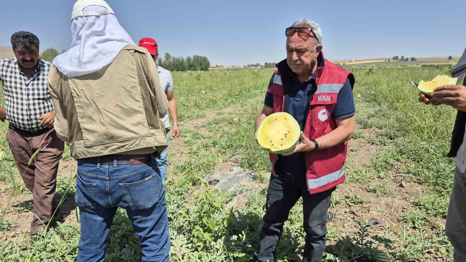 Van’da sarı karpuz dönemi başladı