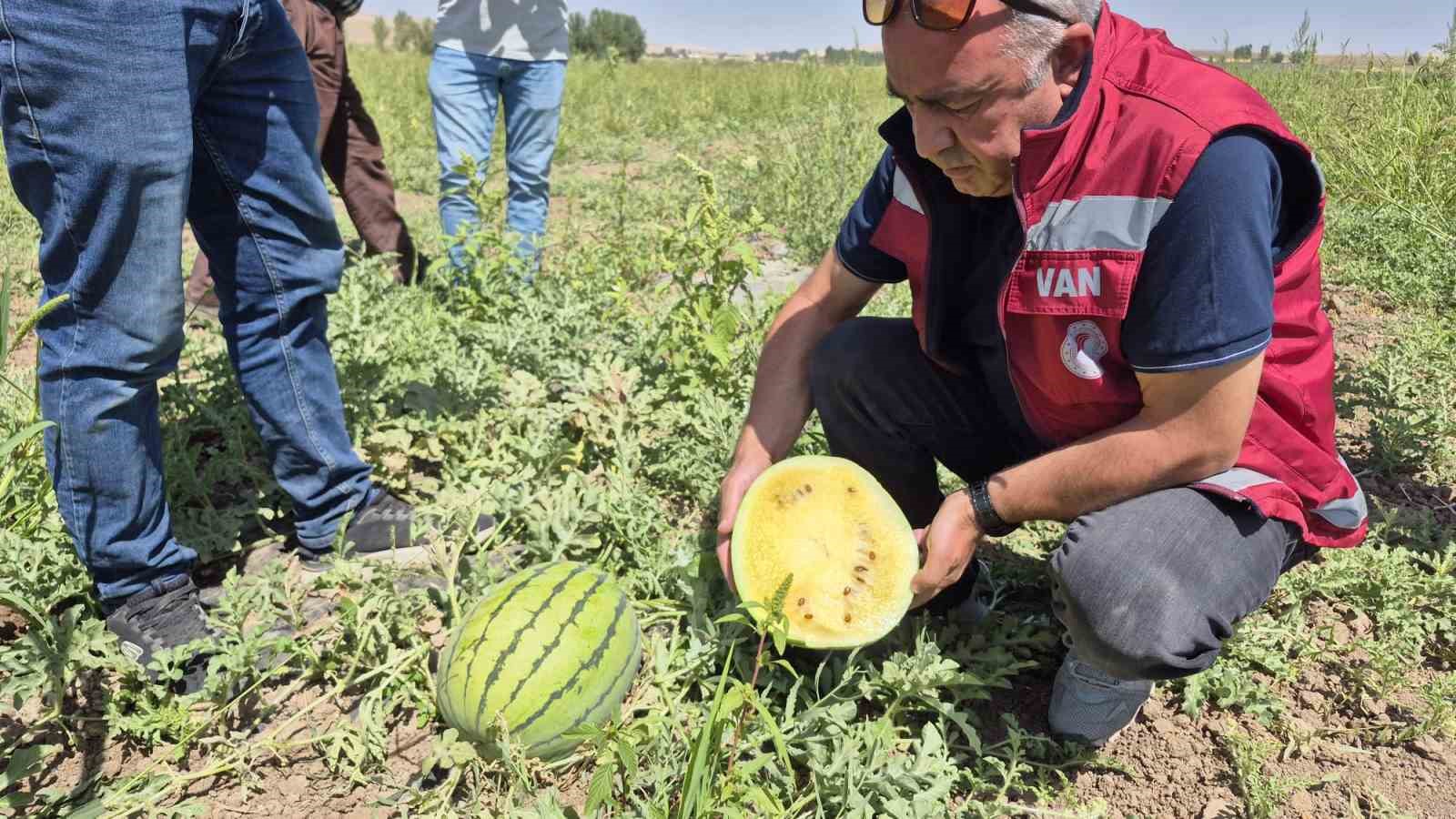 Van’da sarı karpuz dönemi başladı