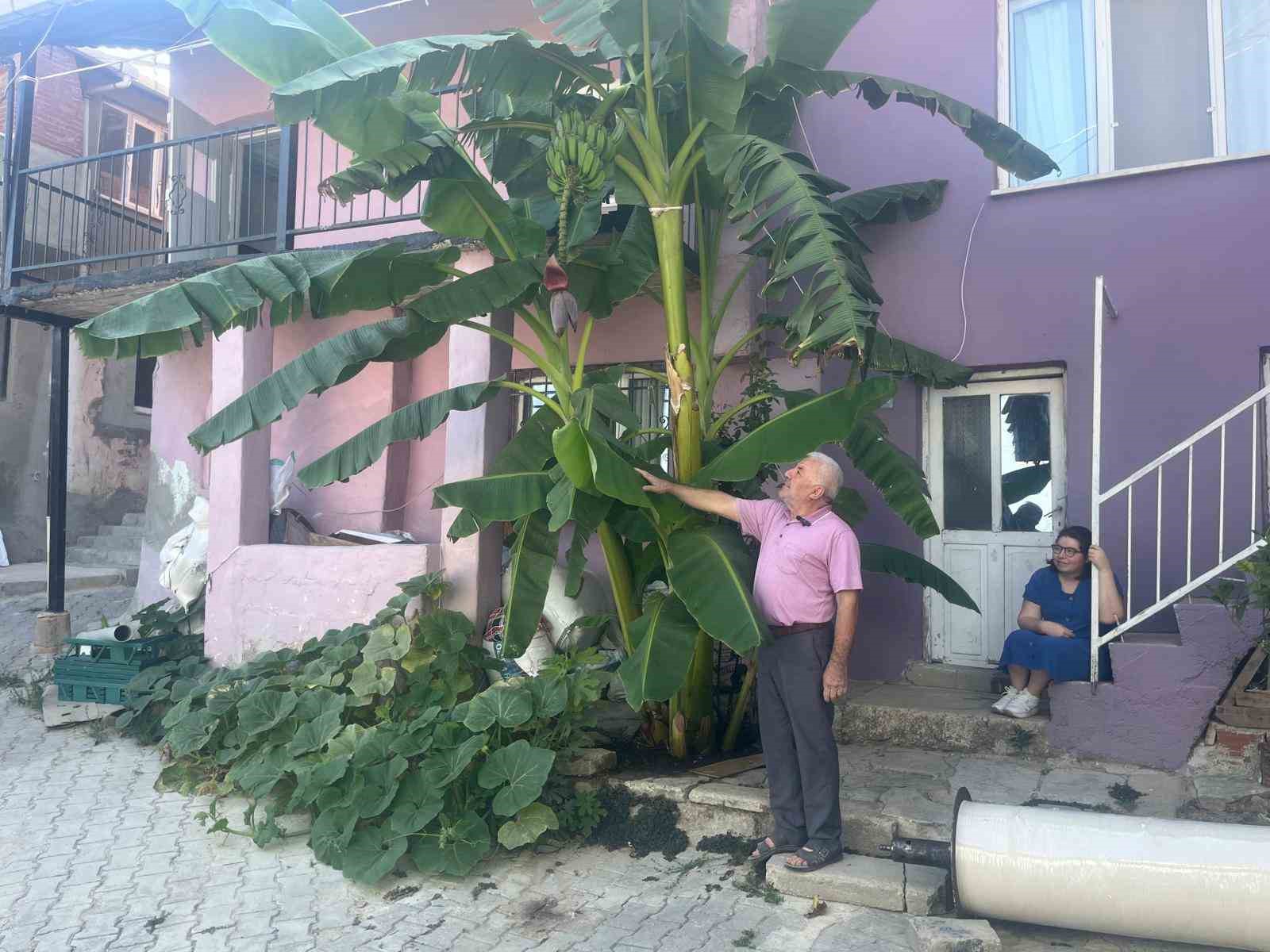 İnat etti, 700 rakımda muz yetiştirdi