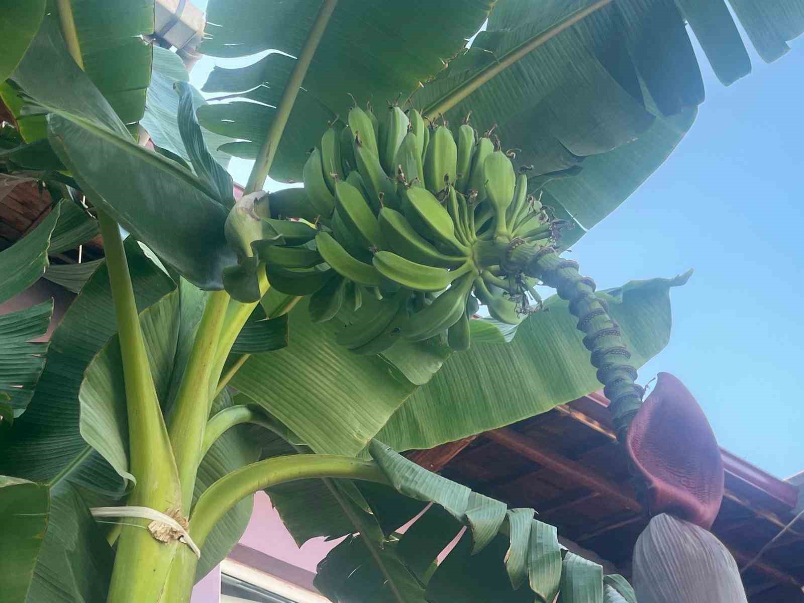 İnat etti, 700 rakımda muz yetiştirdi