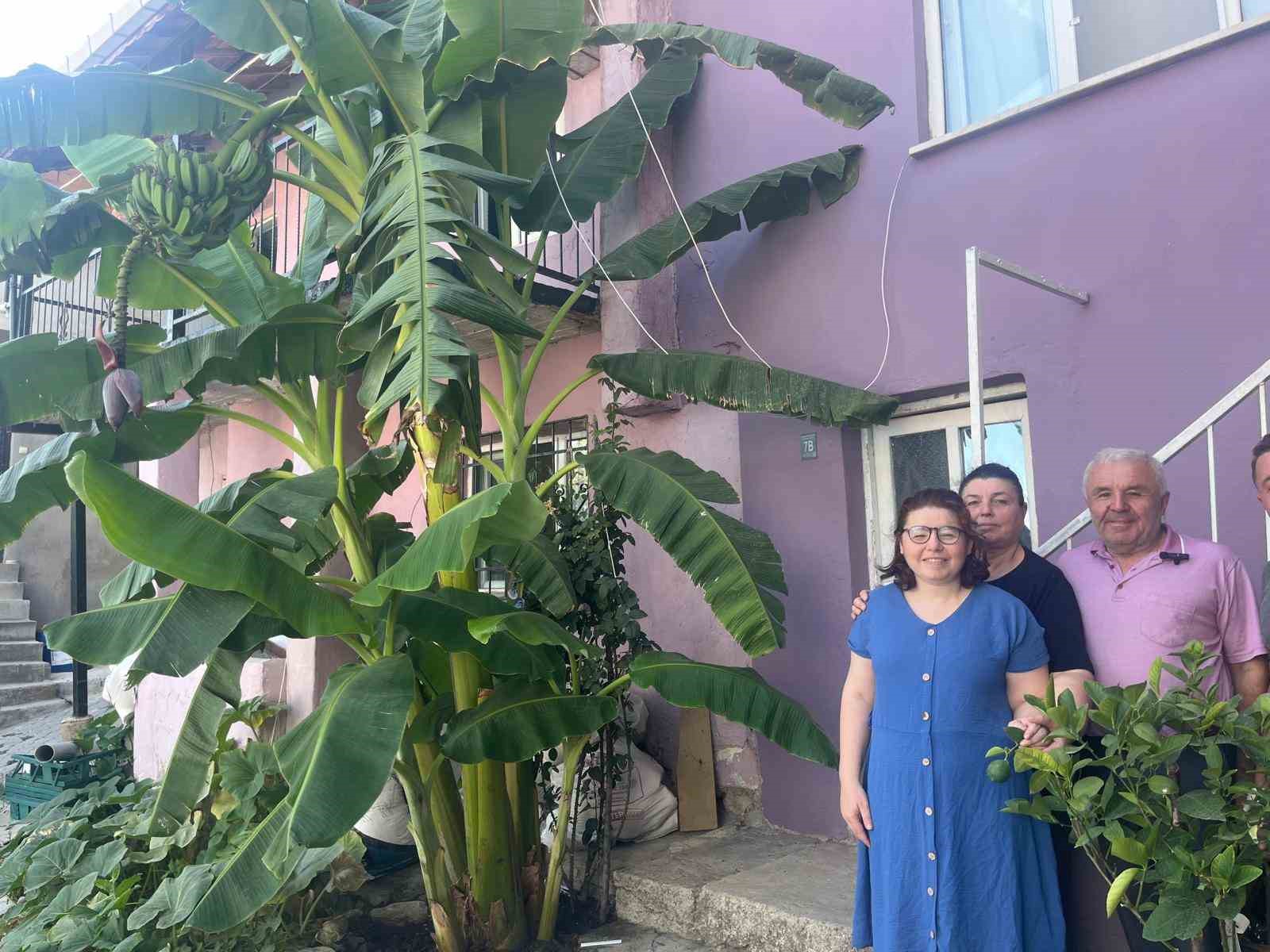 İnat etti, 700 rakımda muz yetiştirdi