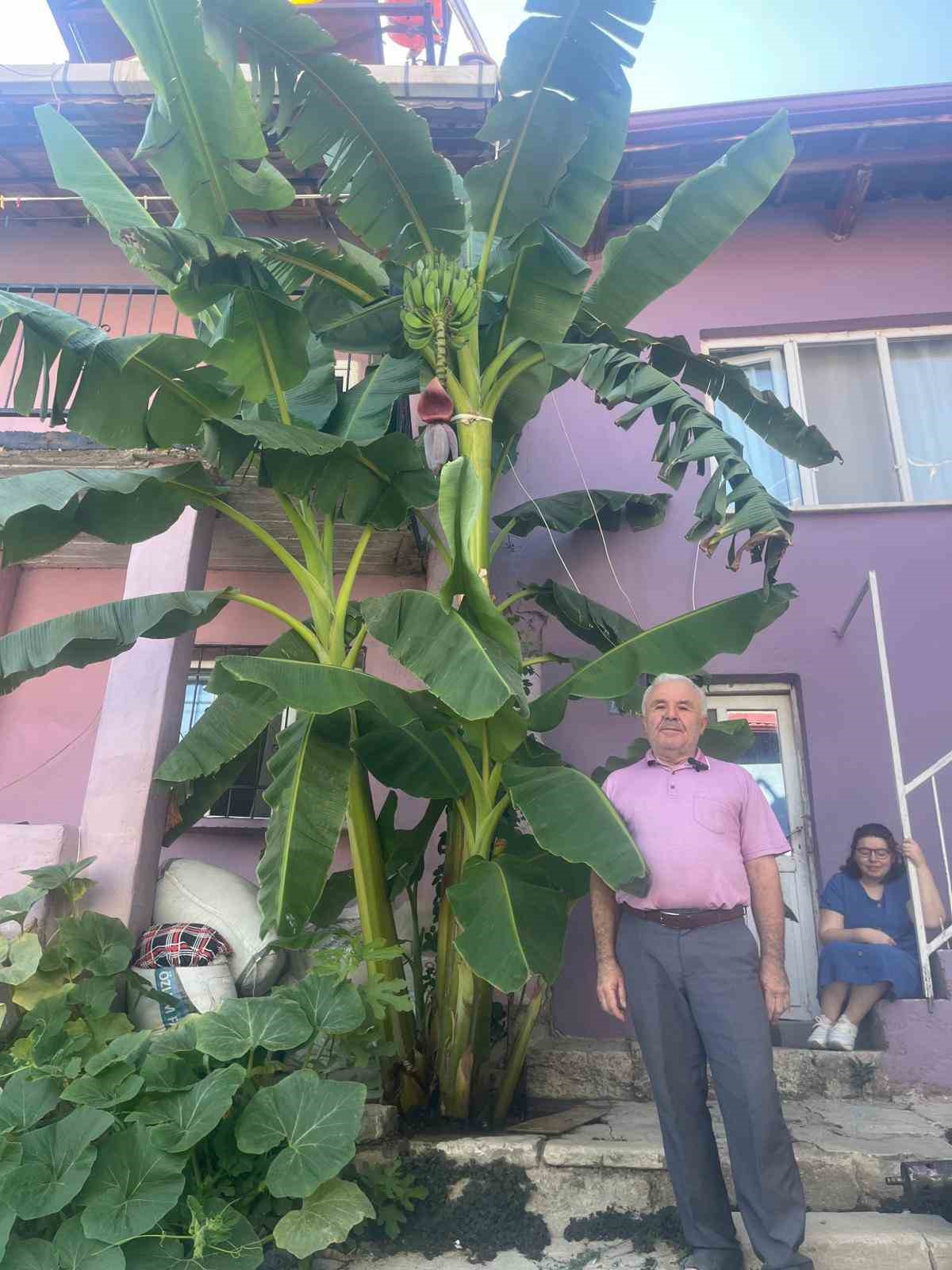 İnat etti, 700 rakımda muz yetiştirdi