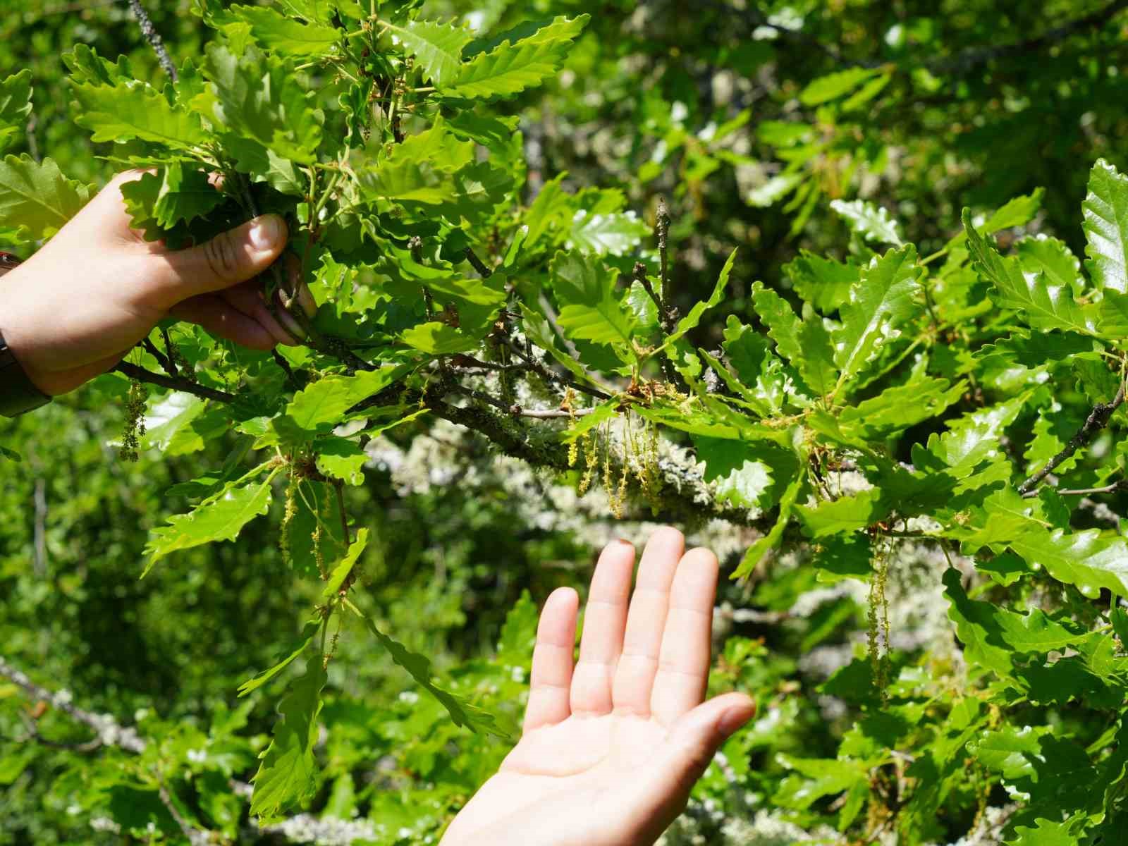 Bu proje astım hastası ve polen alerjisi olanların hayatını kolaylaştırıyor