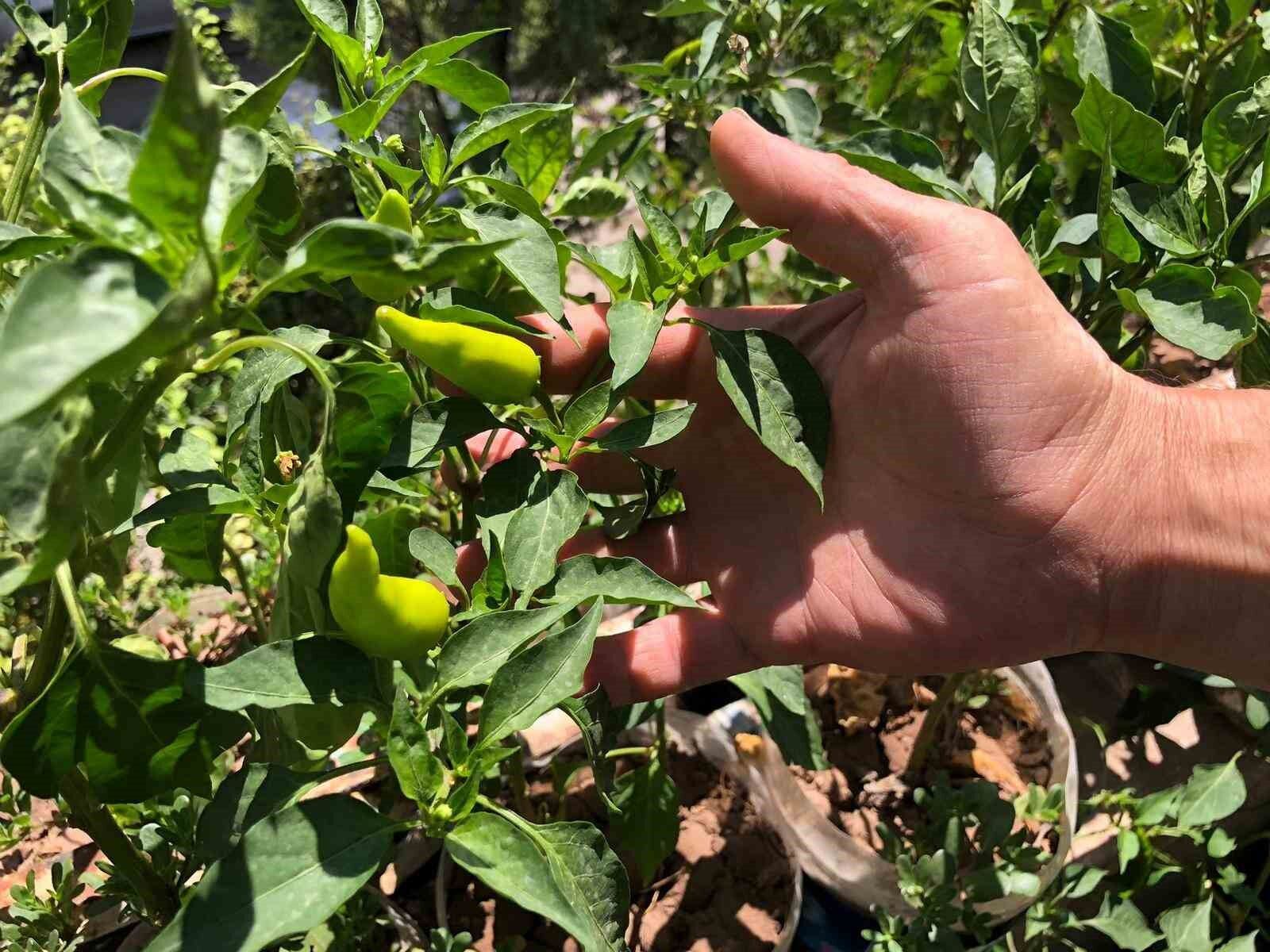 Eskişehirli esnaf iş yerinin balkonunu bahçeye çevirdi