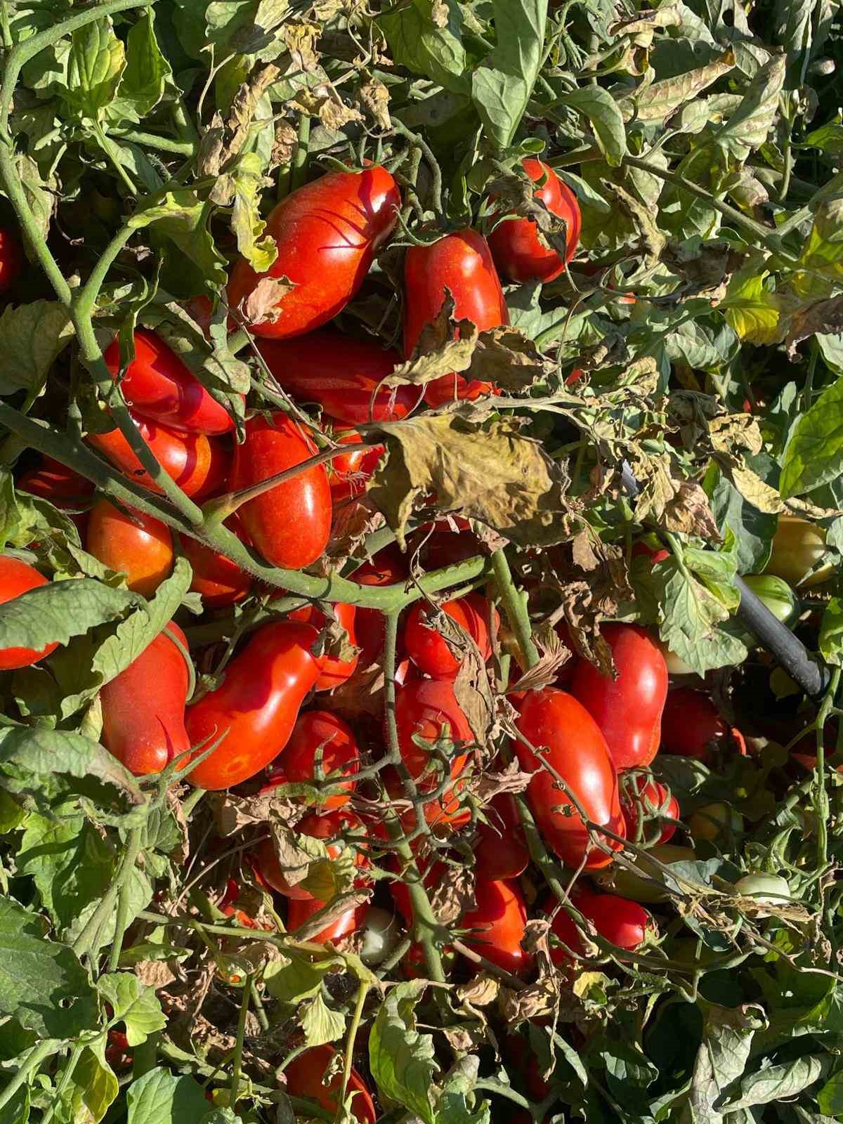 Ekim alanı daralan domateste fiyatlar çiftçi lehine 3’e katladı