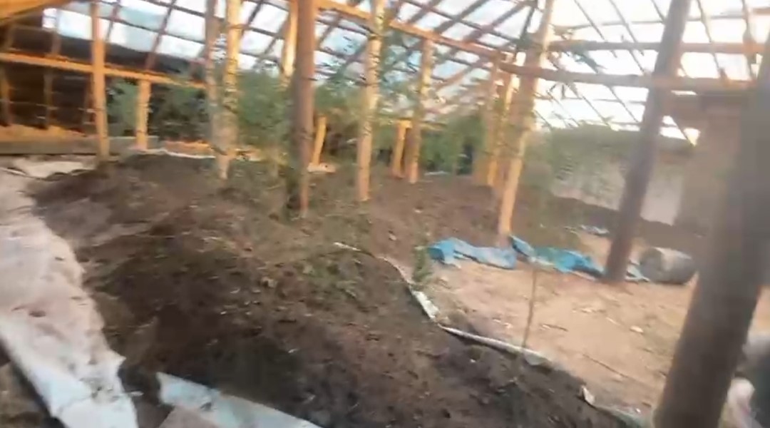 Evin çatısına kenevir ekti