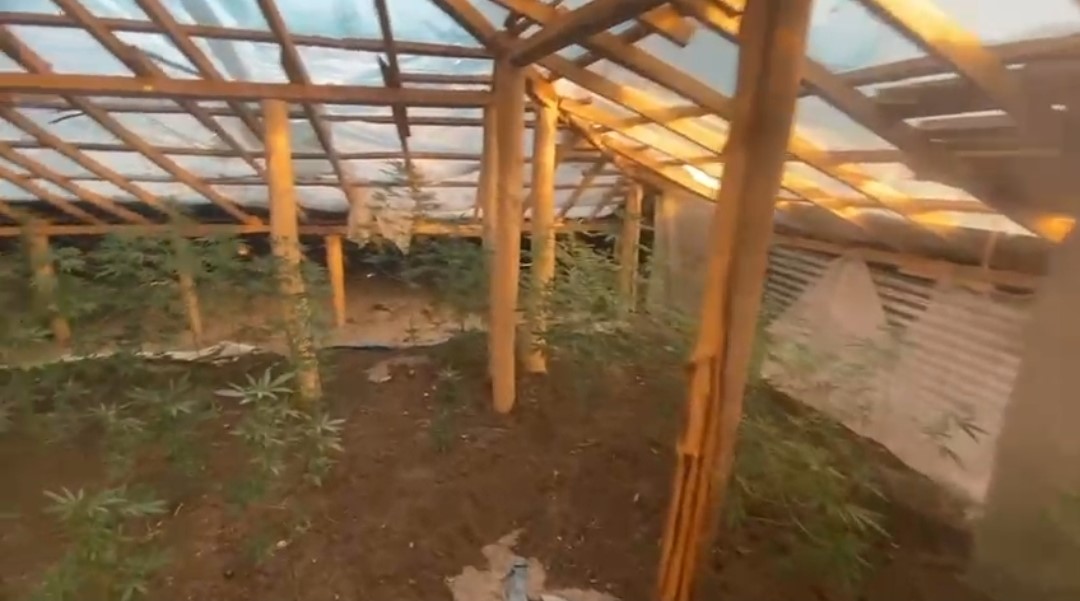 Evin çatısına kenevir ekti