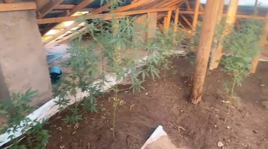 Evin çatısına kenevir ekti