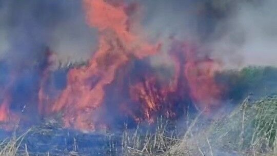 Van’da Erçek Gölü sazlıklarında yangın