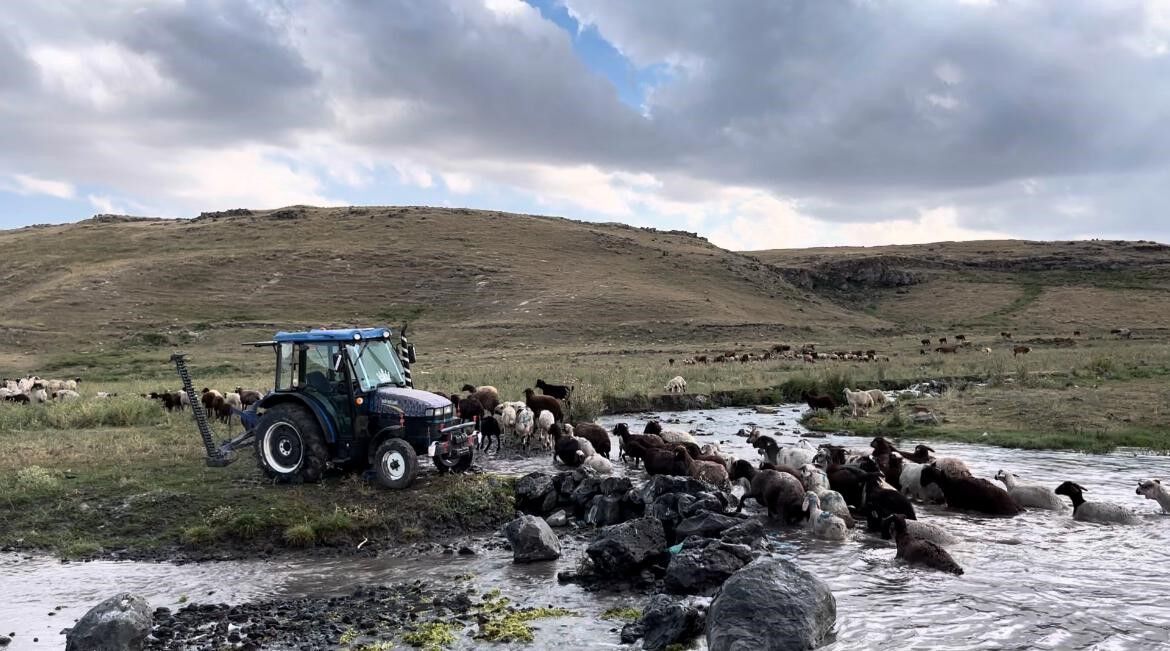 Kars’ta sıcakla mücadele: Sıcaktan etkilenen koyunları derede serinlettiler
