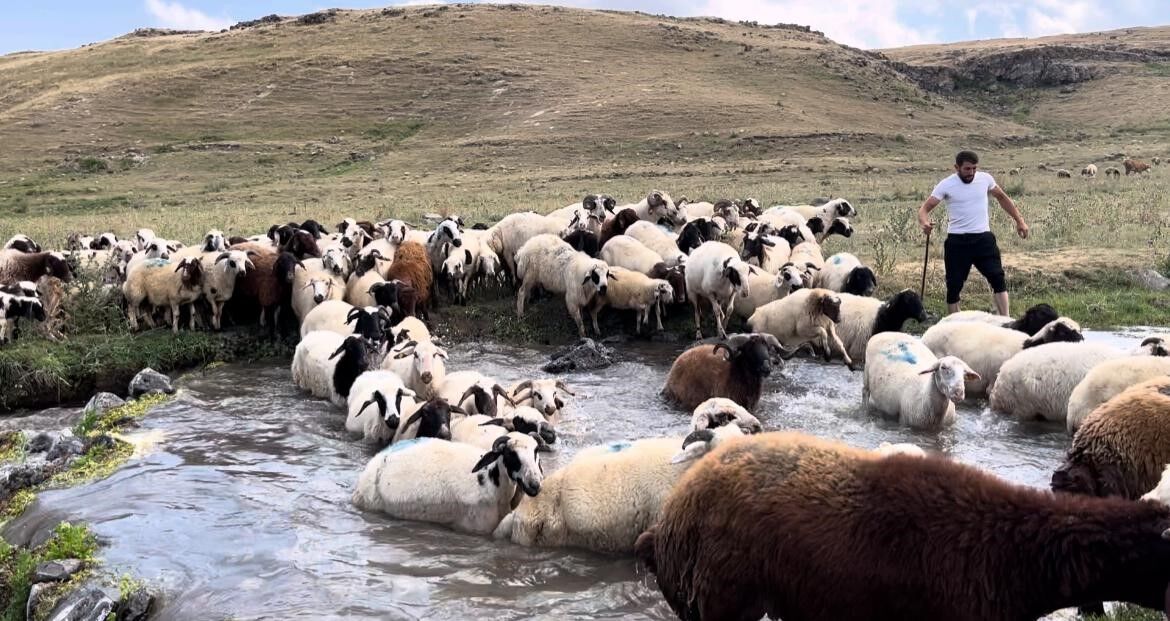 Kars’ta sıcakla mücadele: Sıcaktan etkilenen koyunları derede serinlettiler