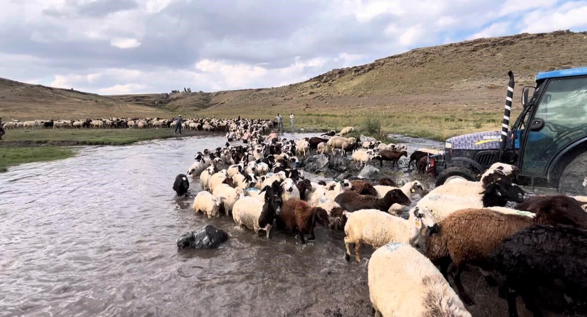 Kars’ta sıcakla mücadele: Sıcaktan etkilenen koyunları derede serinlettiler
