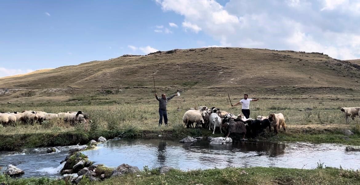 Kars’ta sıcakla mücadele: Sıcaktan etkilenen koyunları derede serinlettiler