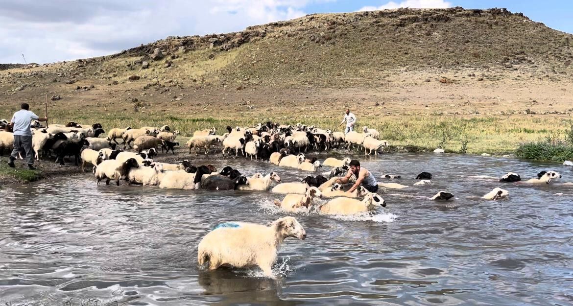 Kars’ta sıcakla mücadele: Sıcaktan etkilenen koyunları derede serinlettiler