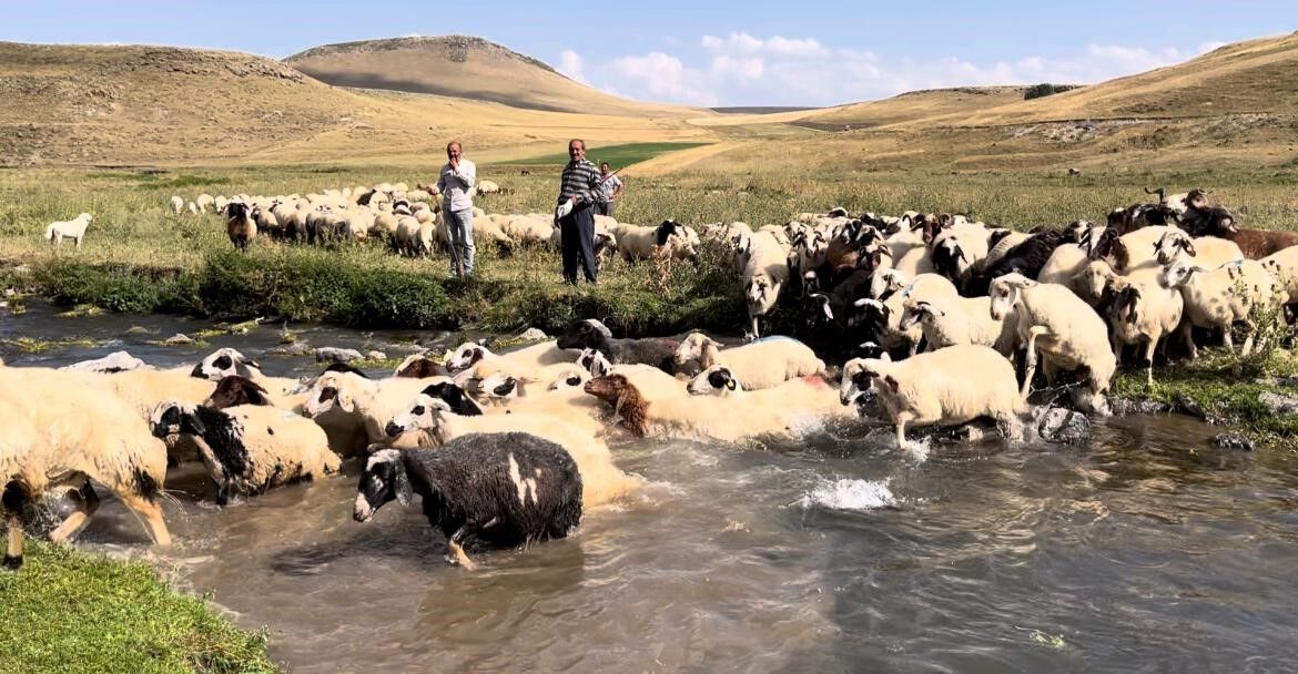 Kars’ta sıcakla mücadele: Sıcaktan etkilenen koyunları derede serinlettiler