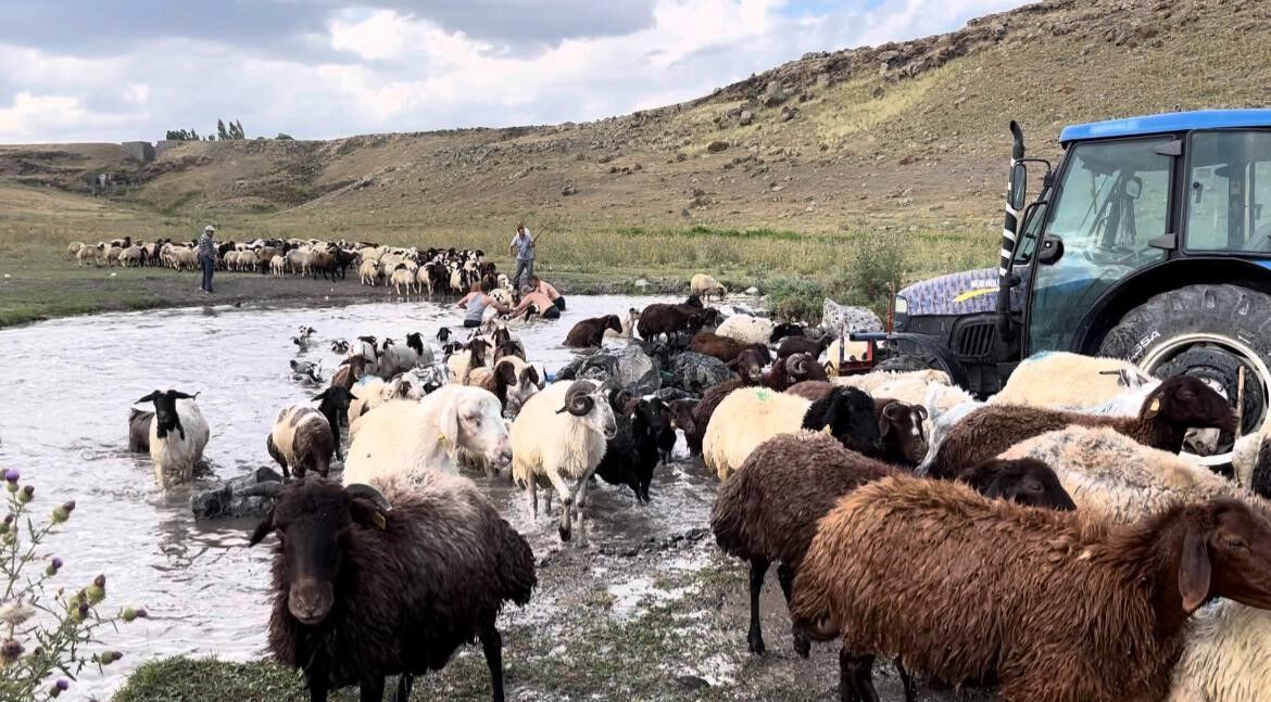 Kars’ta sıcakla mücadele: Sıcaktan etkilenen koyunları derede serinlettiler