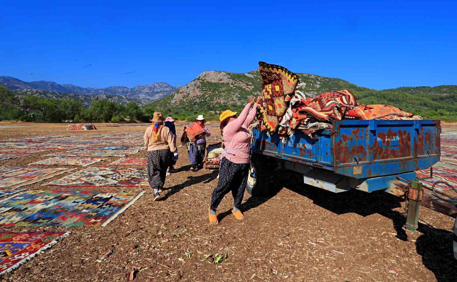 Antalya’da buğday tarlalarında halı hasatı başladı