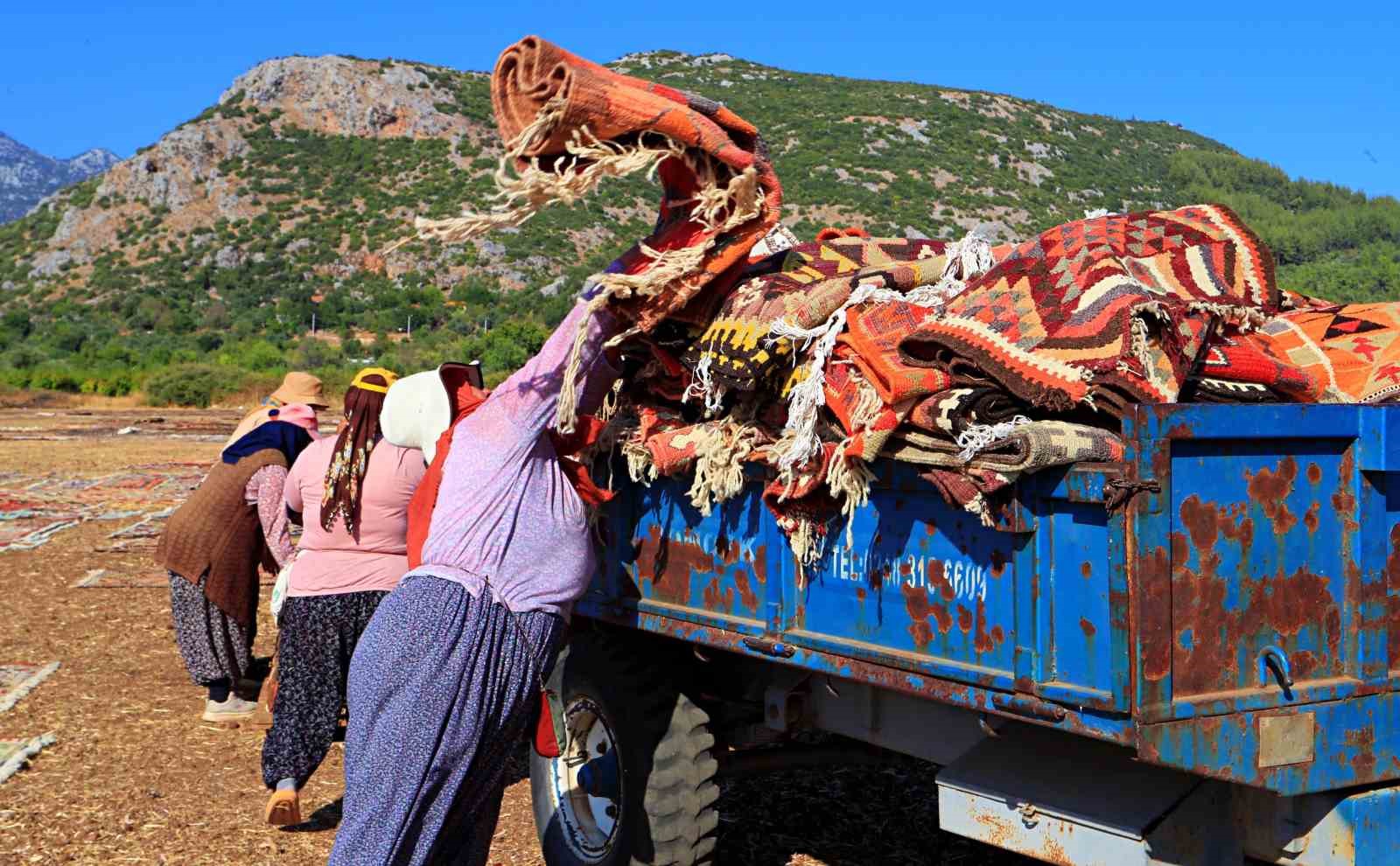 Antalya’da buğday tarlalarında halı hasatı başladı