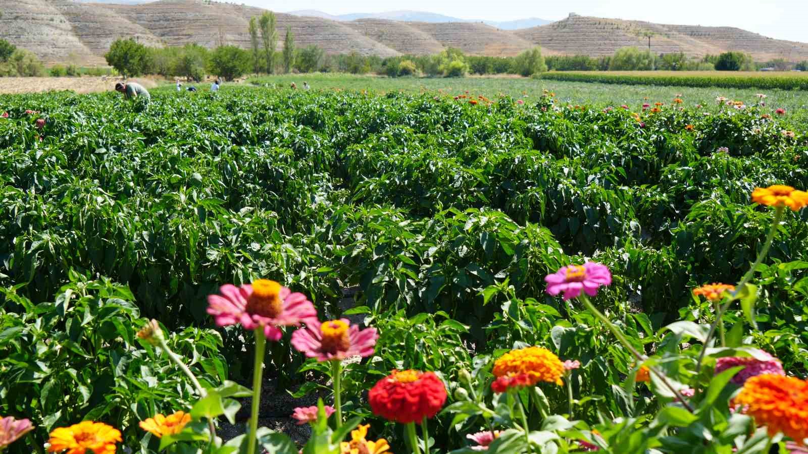 Rekor sıcaklara rağmen Ayaş domatesinin hasadı sürüyor: Tarladan sofraya tescilli lezzet