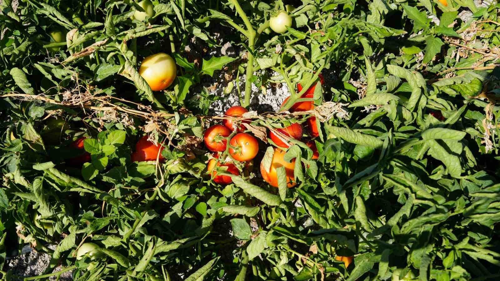 Rekor sıcaklara rağmen Ayaş domatesinin hasadı sürüyor: Tarladan sofraya tescilli lezzet