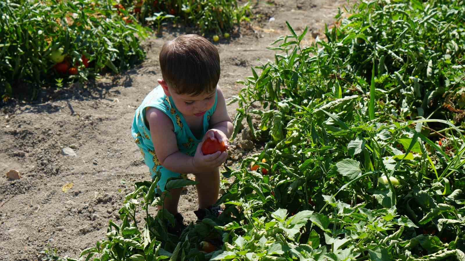 Rekor sıcaklara rağmen Ayaş domatesinin hasadı sürüyor: Tarladan sofraya tescilli lezzet