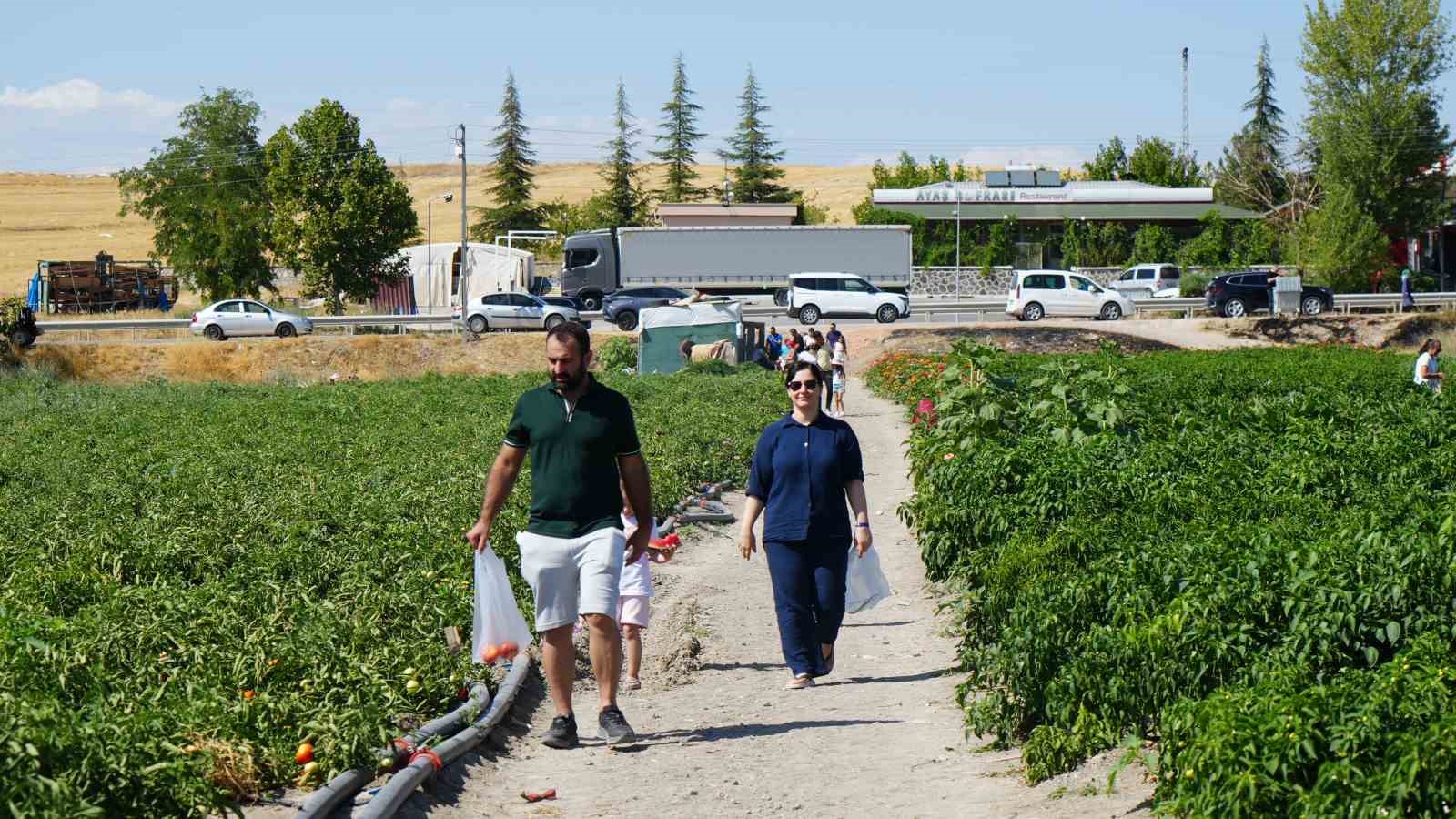 Rekor sıcaklara rağmen Ayaş domatesinin hasadı sürüyor: Tarladan sofraya tescilli lezzet