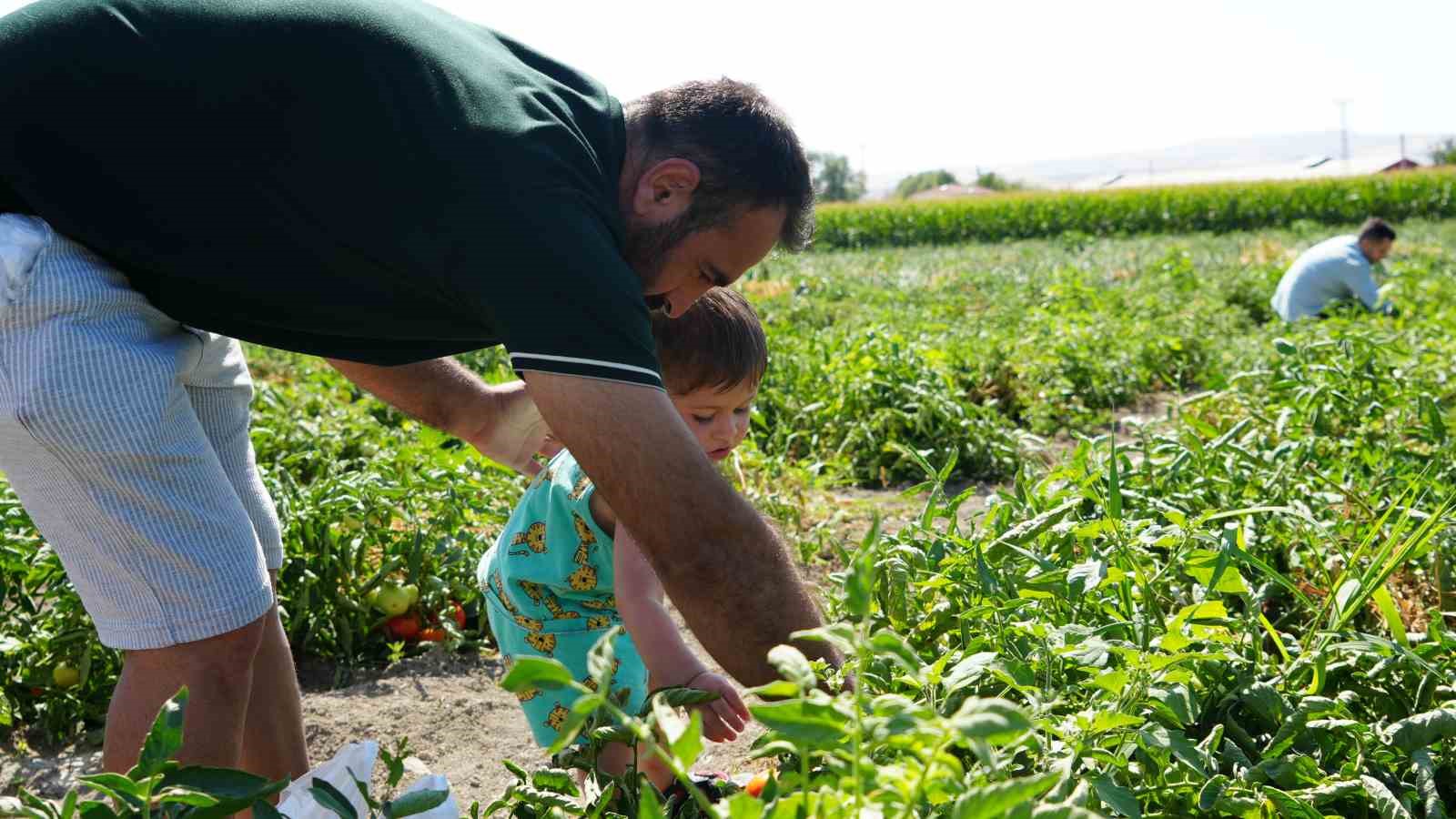 Rekor sıcaklara rağmen Ayaş domatesinin hasadı sürüyor: Tarladan sofraya tescilli lezzet