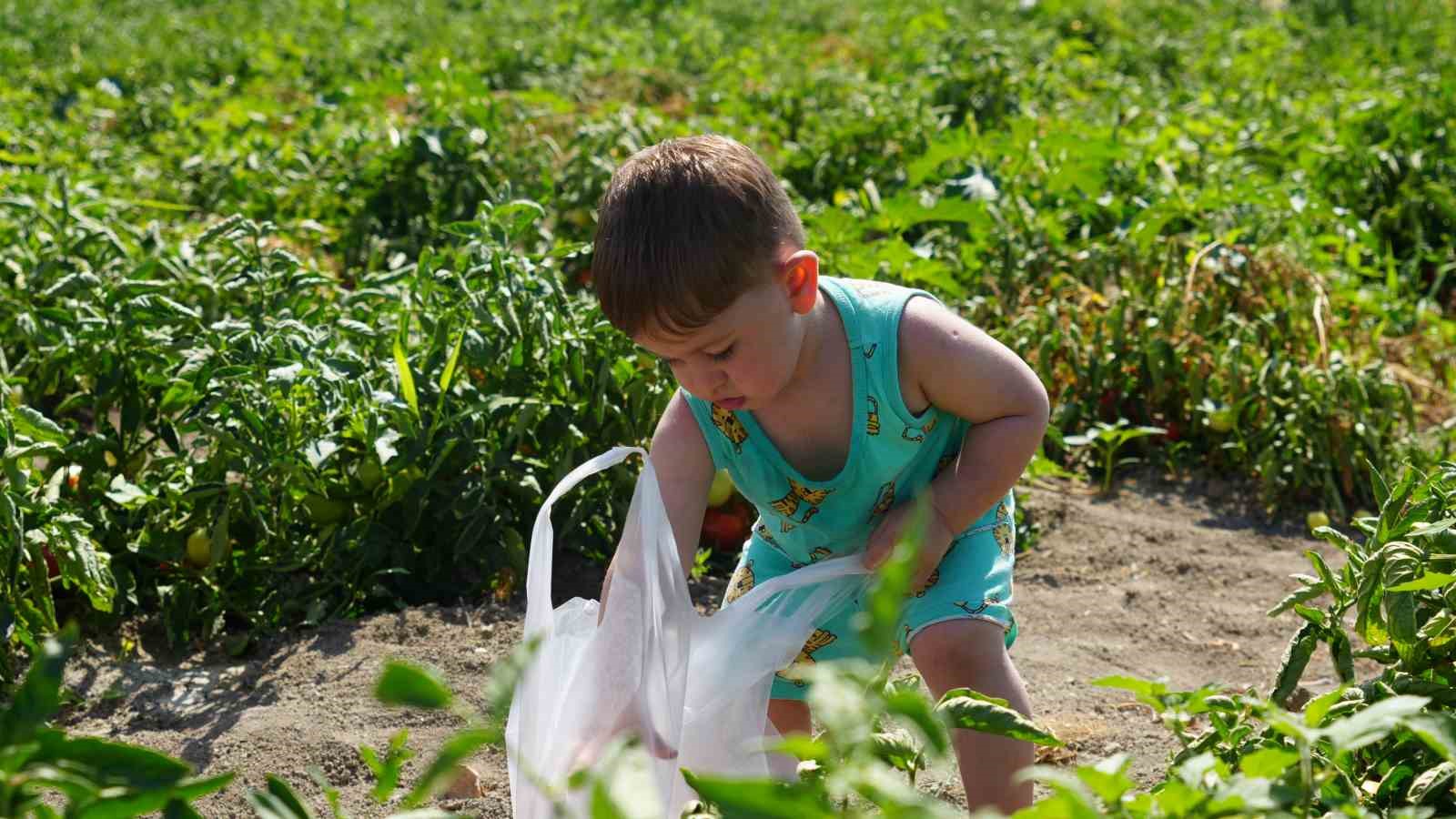 Rekor sıcaklara rağmen Ayaş domatesinin hasadı sürüyor: Tarladan sofraya tescilli lezzet