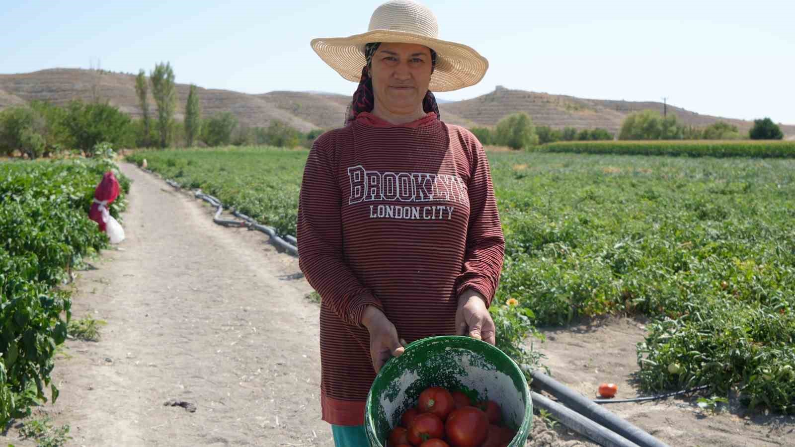 Rekor sıcaklara rağmen Ayaş domatesinin hasadı sürüyor: Tarladan sofraya tescilli lezzet