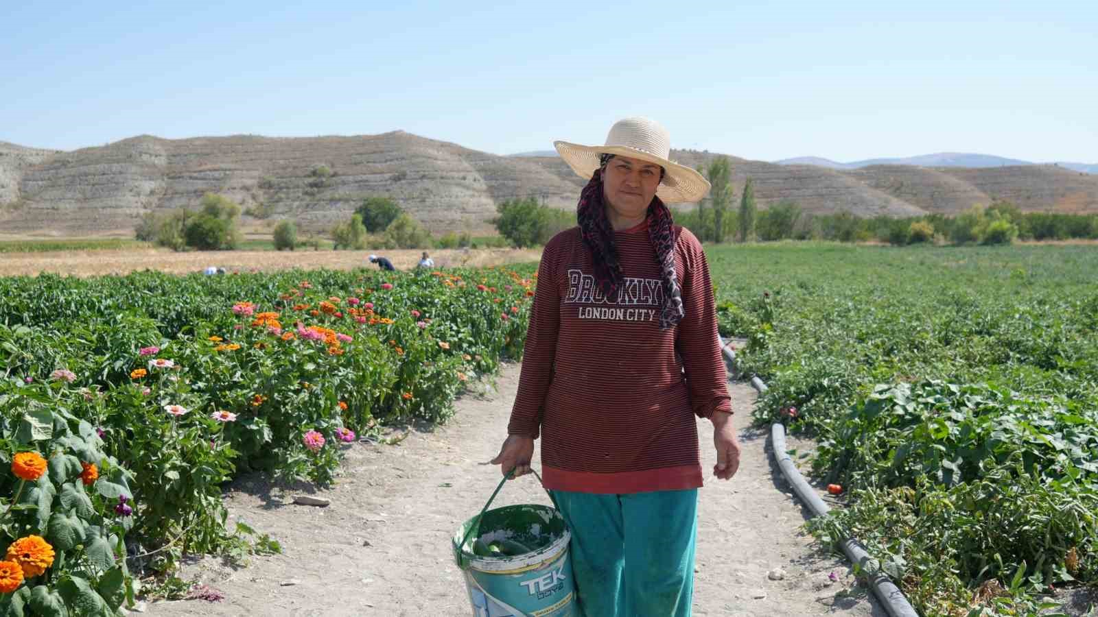 Rekor sıcaklara rağmen Ayaş domatesinin hasadı sürüyor: Tarladan sofraya tescilli lezzet