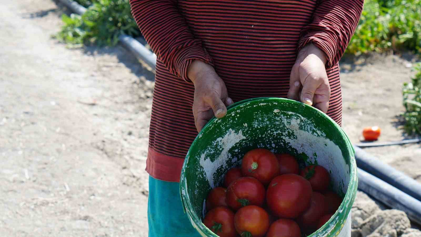 Rekor sıcaklara rağmen Ayaş domatesinin hasadı sürüyor: Tarladan sofraya tescilli lezzet