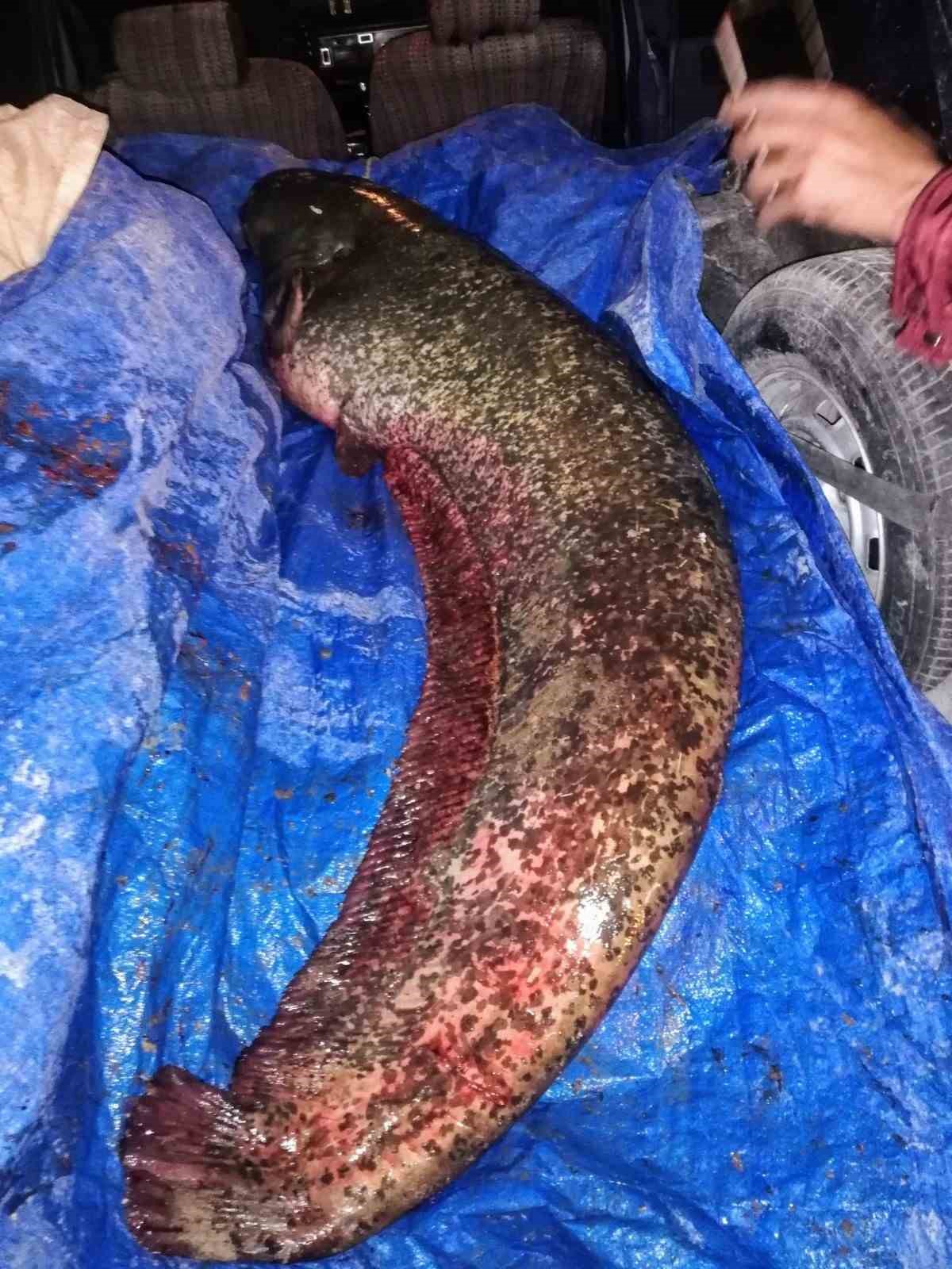 Timsah sandılar balık çıktı