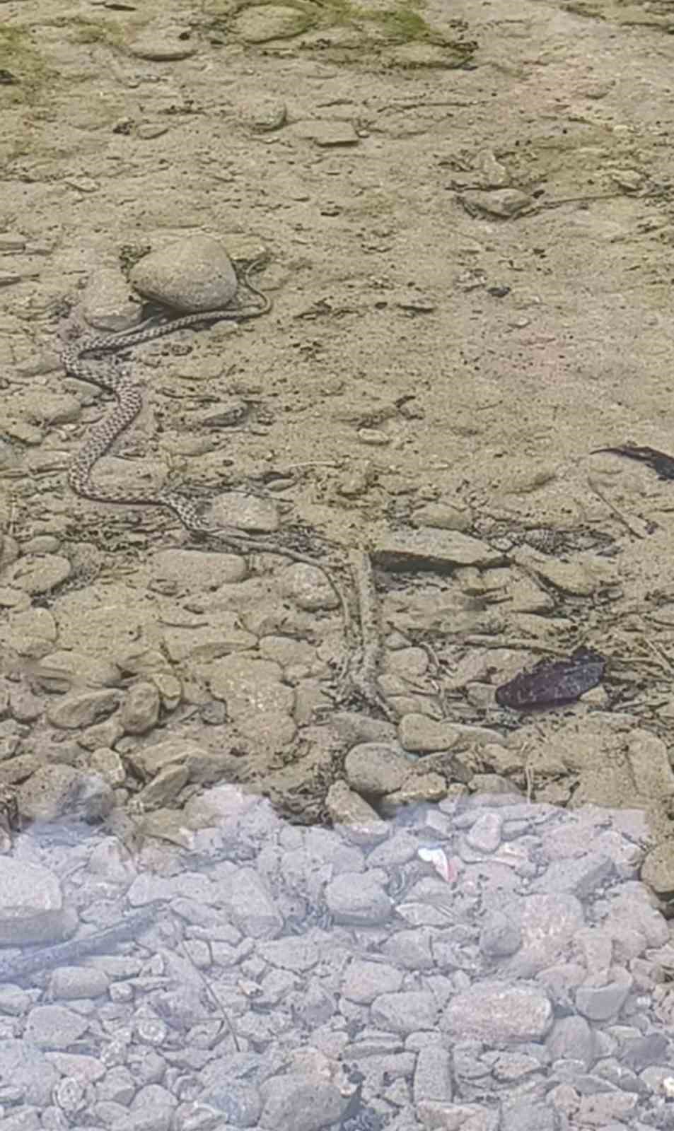 Osmaniye’de yılanın balık avı kamerada