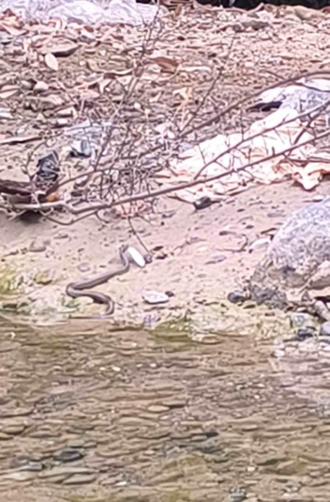 Osmaniye’de yılanın balık avı kamerada