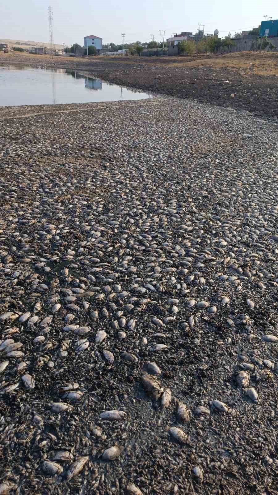 Mardin’de gölet suyu çekildi, binlerce balık telef oldu