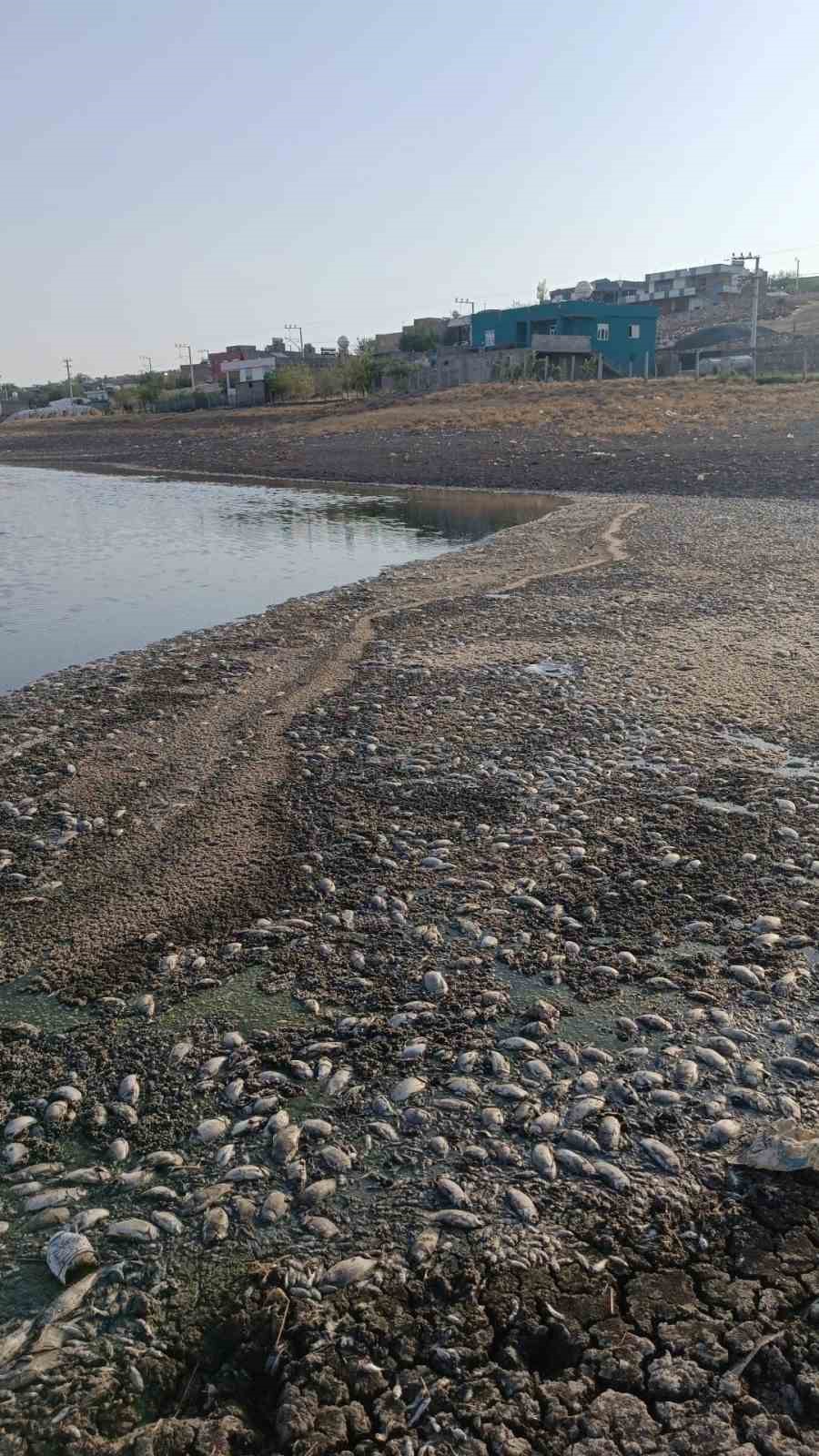 Mardin’de gölet suyu çekildi, binlerce balık telef oldu