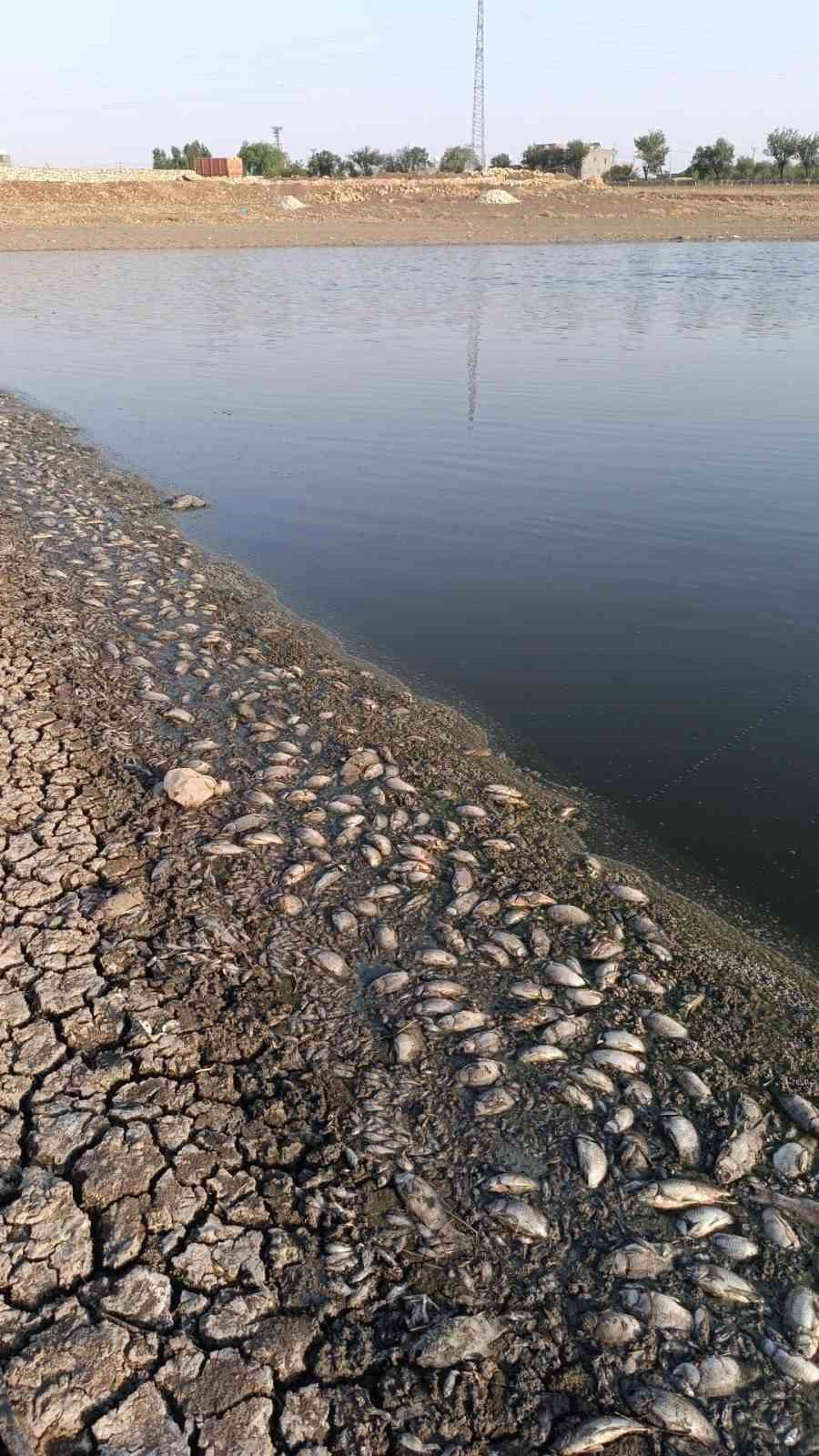 Mardin’de gölet suyu çekildi, binlerce balık telef oldu