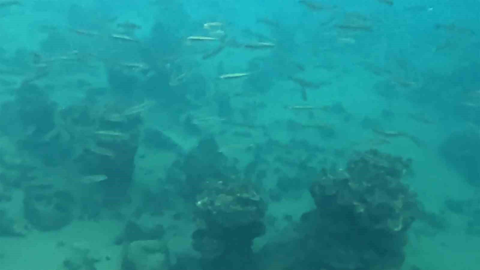 Dünyanın en büyük sodalı gölünde inci kefallerinin sualtı şöleni