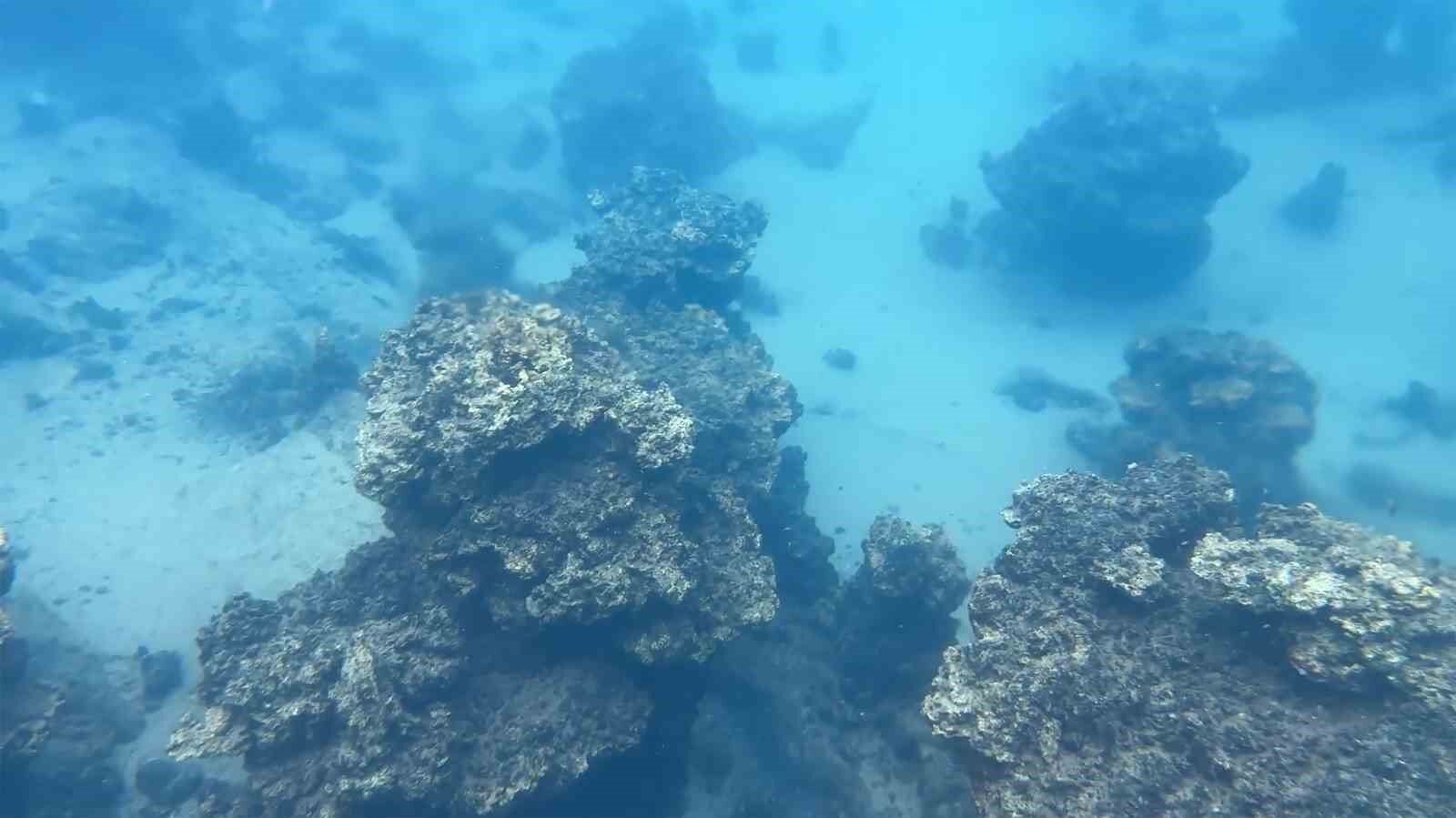 Dünyanın en büyük sodalı gölünde inci kefallerinin sualtı şöleni