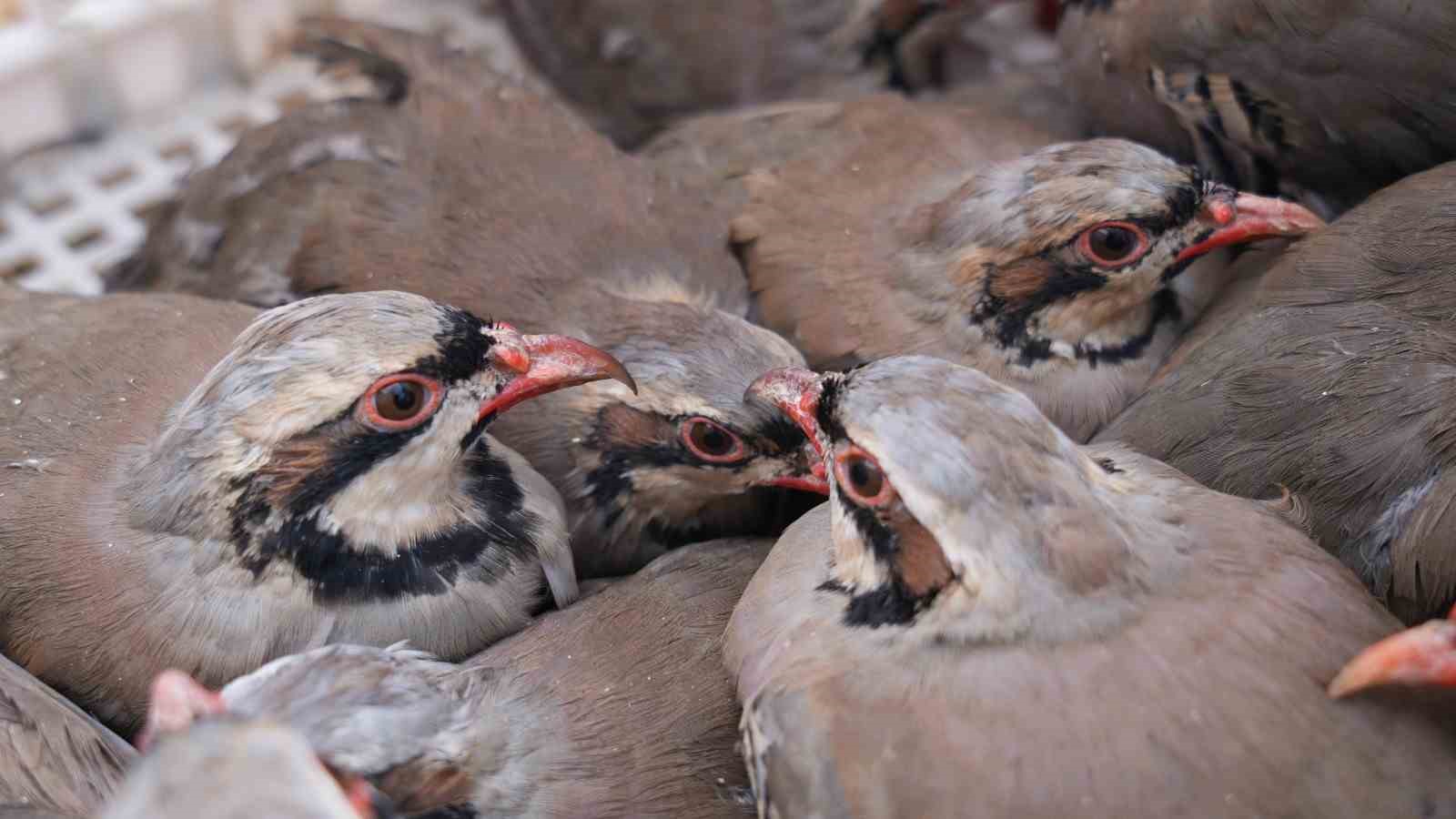 Kenelere karşı mücadele sürüyor: 1 milyona yakın keklik doğaya salındı