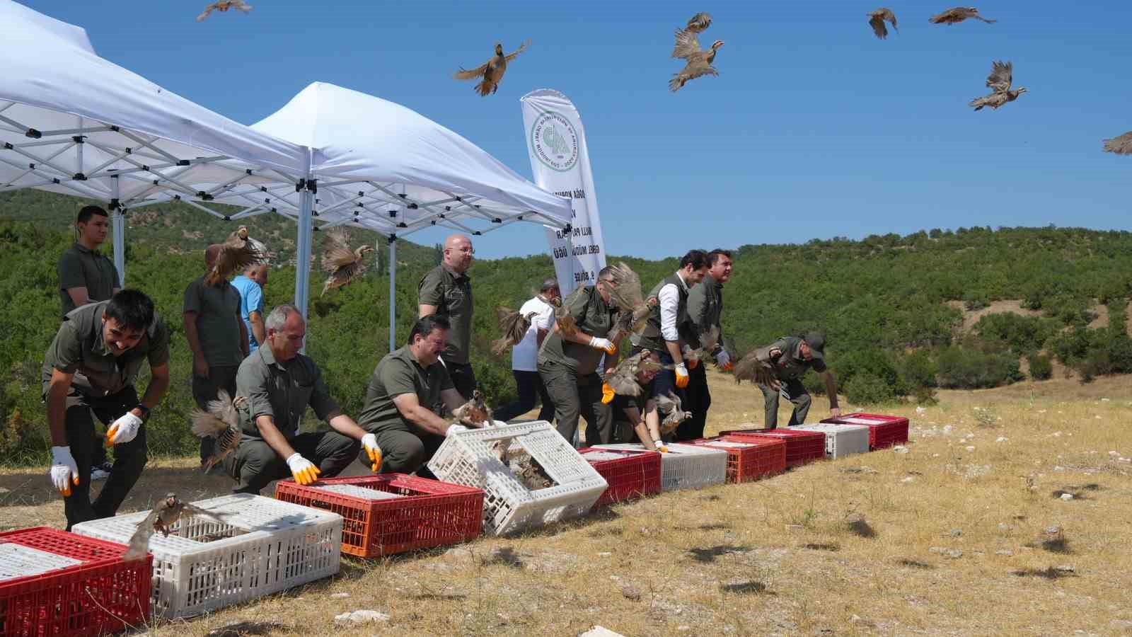 Kenelere karşı mücadele sürüyor: 1 milyona yakın keklik doğaya salındı