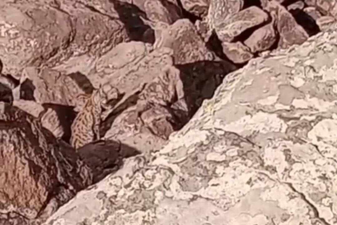 Muradiye’de vaşak ailesi görüntülendi