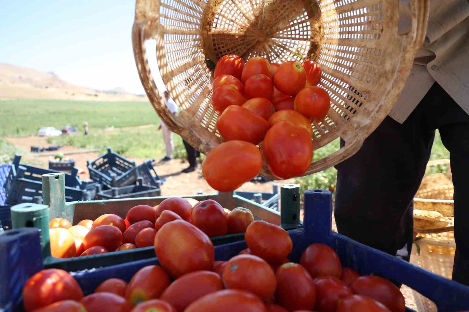 İki bin dönüme domates eken üretici: 