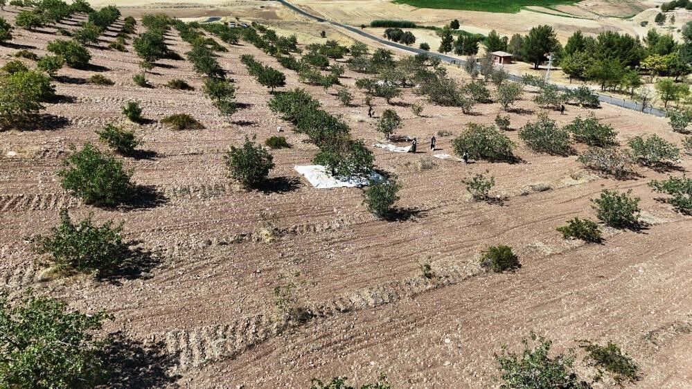Diyarbakır’da mevsimlik işçilerin sıcak havada fıstık hasadı devam ediyor